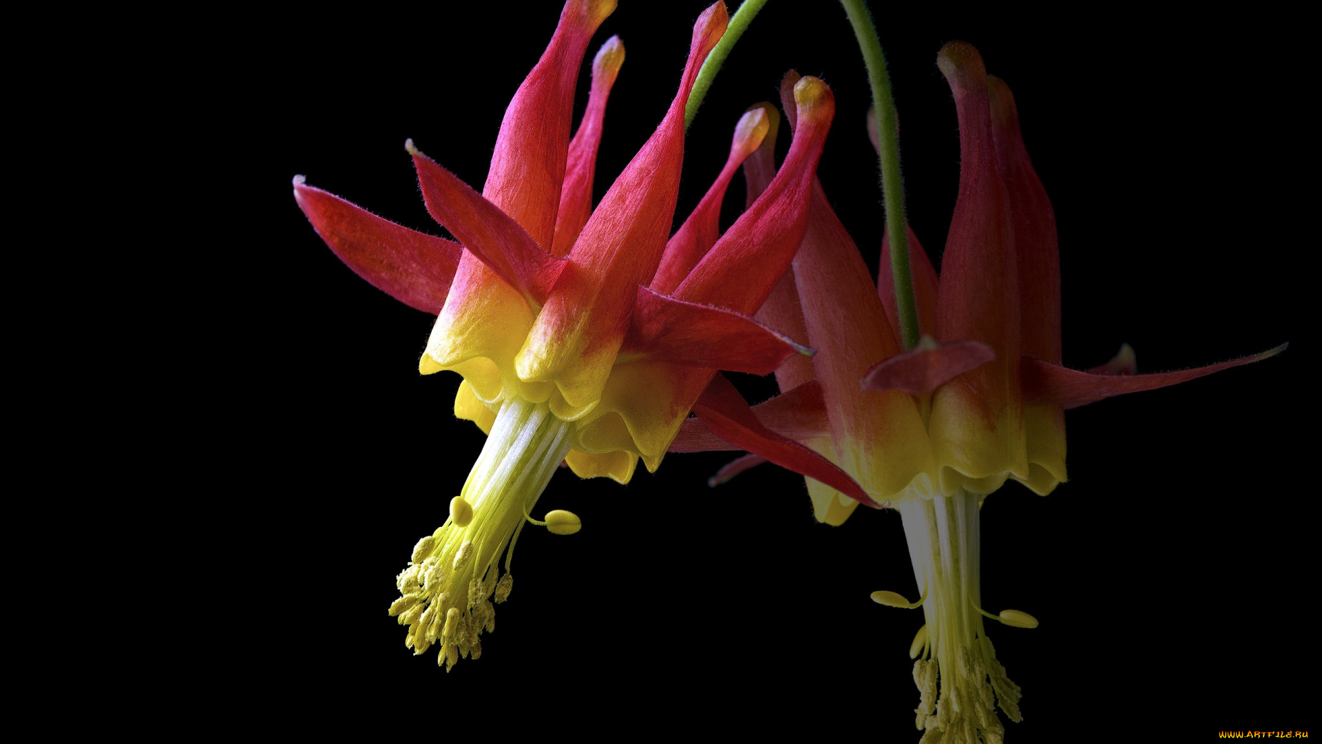 цветы, аквилегия, , водосбор, черный, фон, цветок