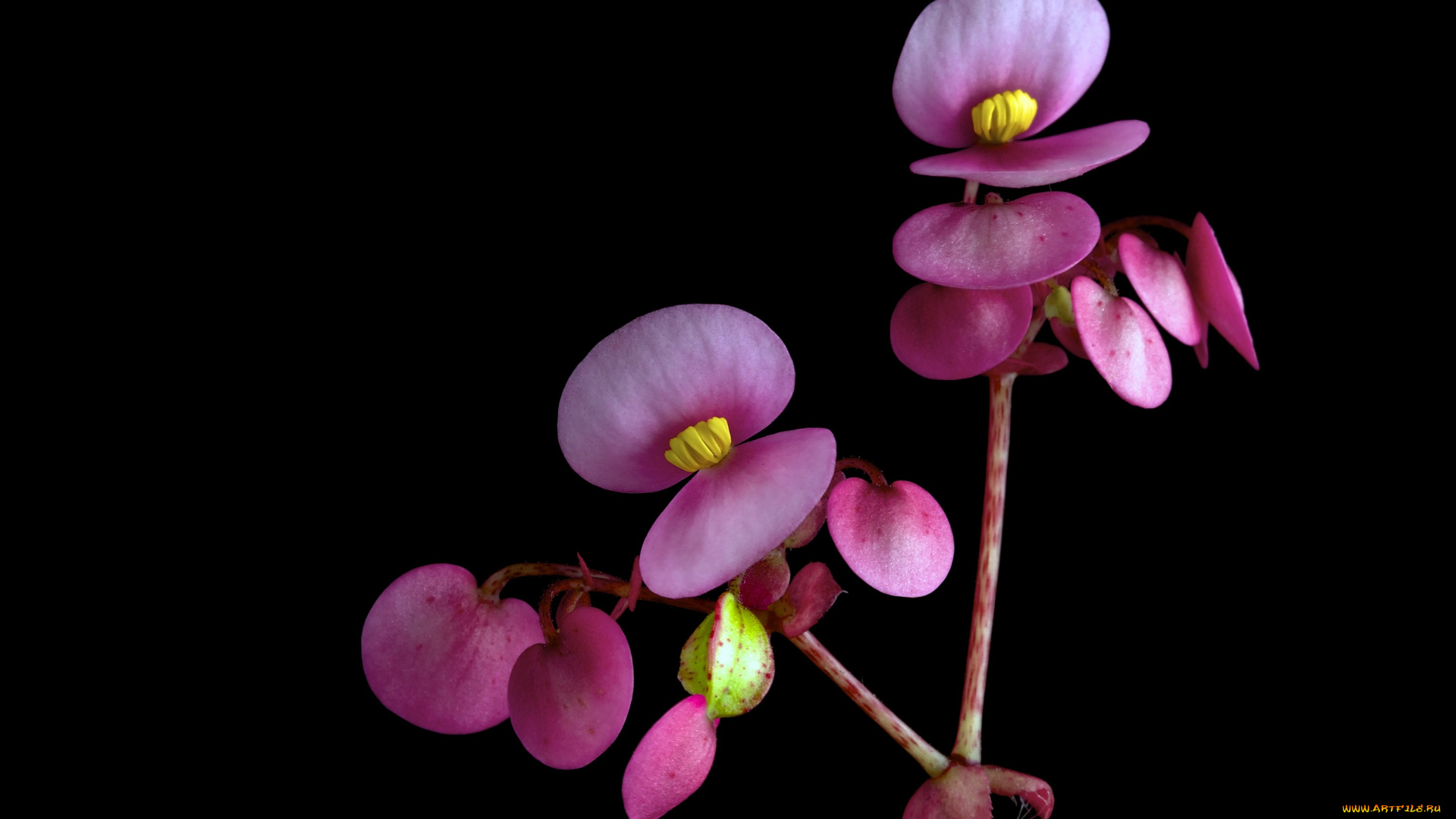 цветы, бегония, фон, черный