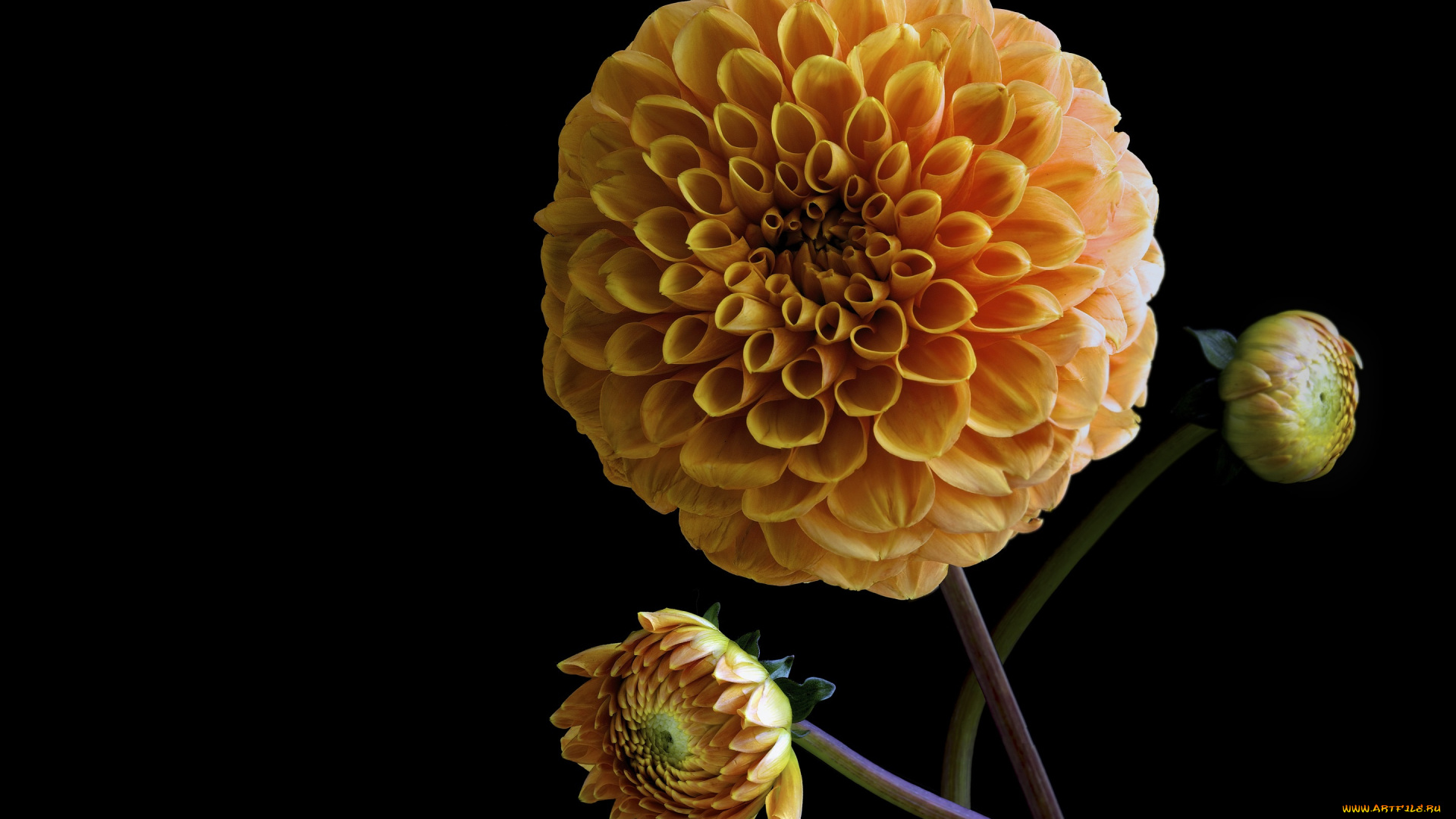 цветы, георгины, фон, черный