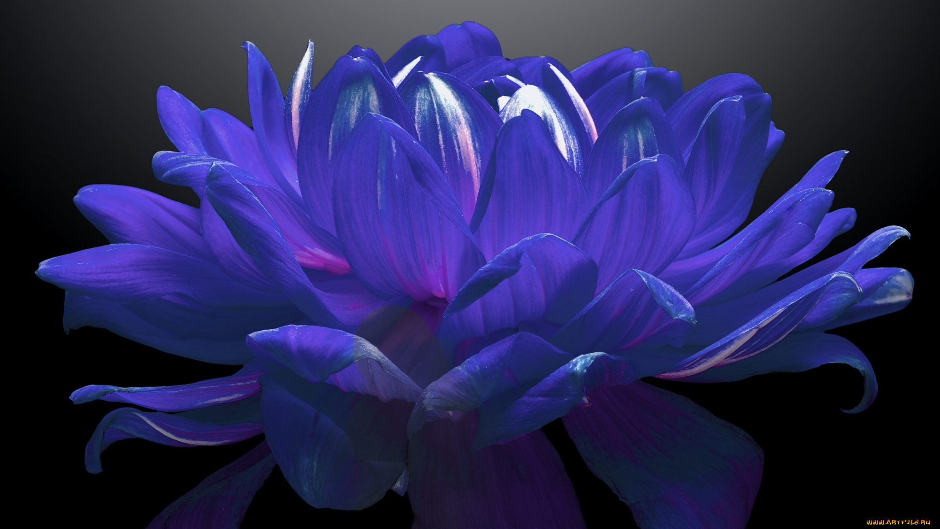 цветы, георгины, хризантема, черный, фон