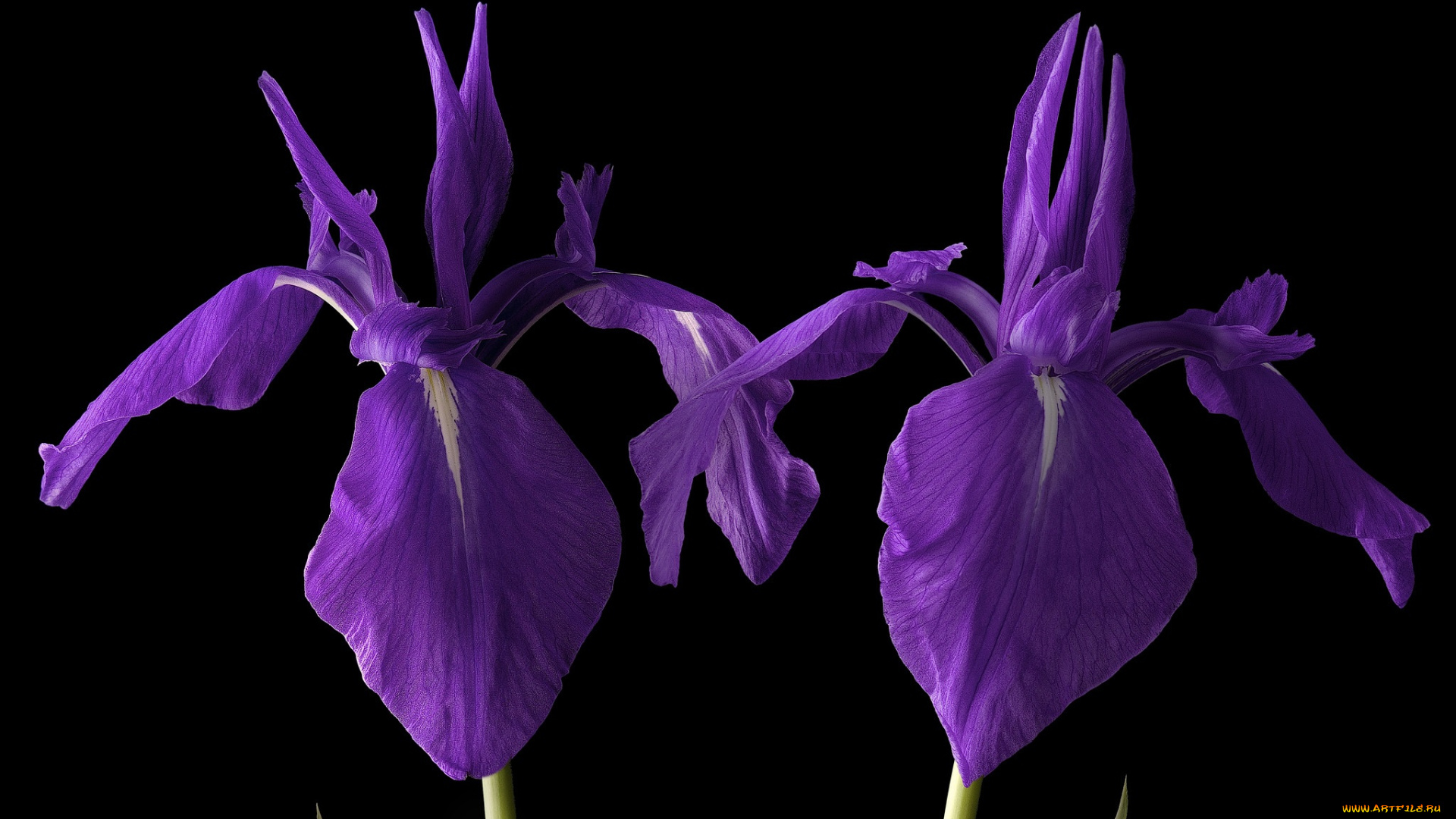 цветы, ирисы, черный, фон