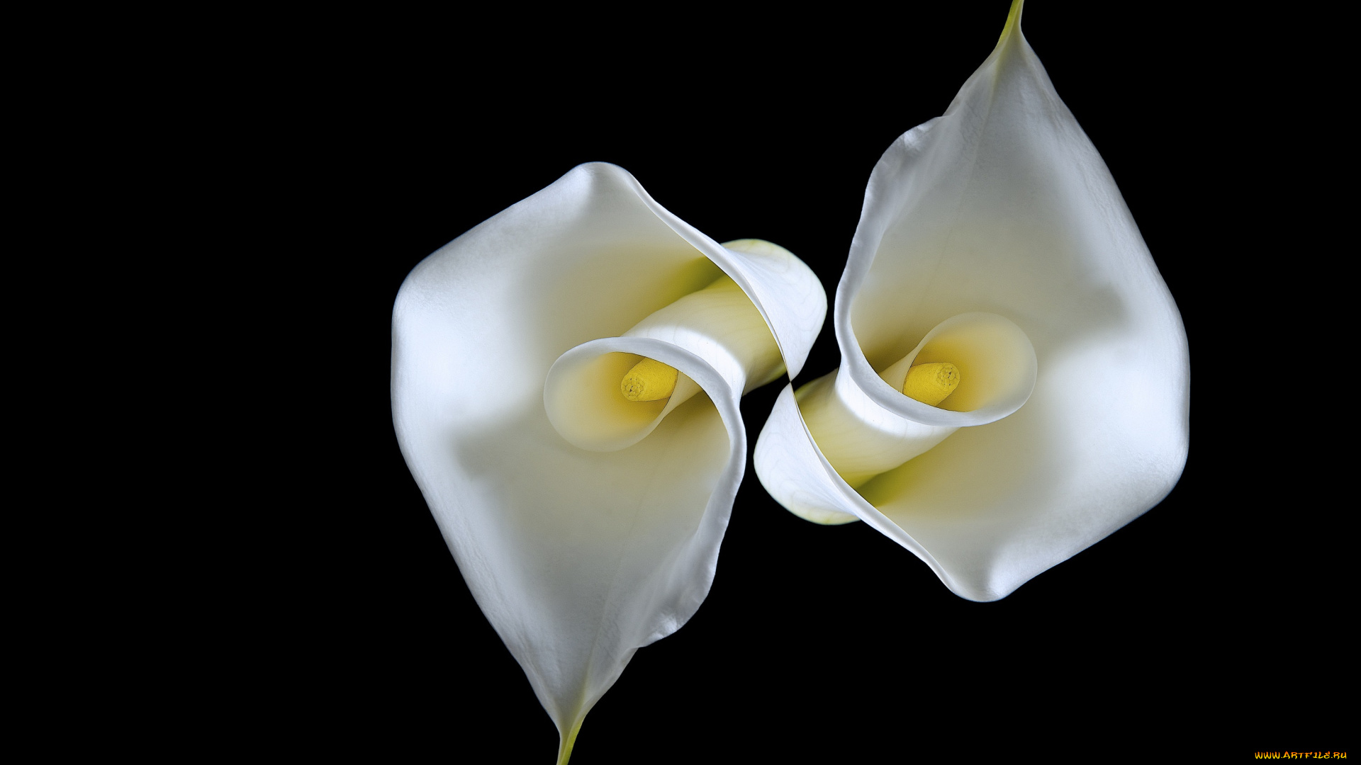 цветы, каллы, черный, фон
