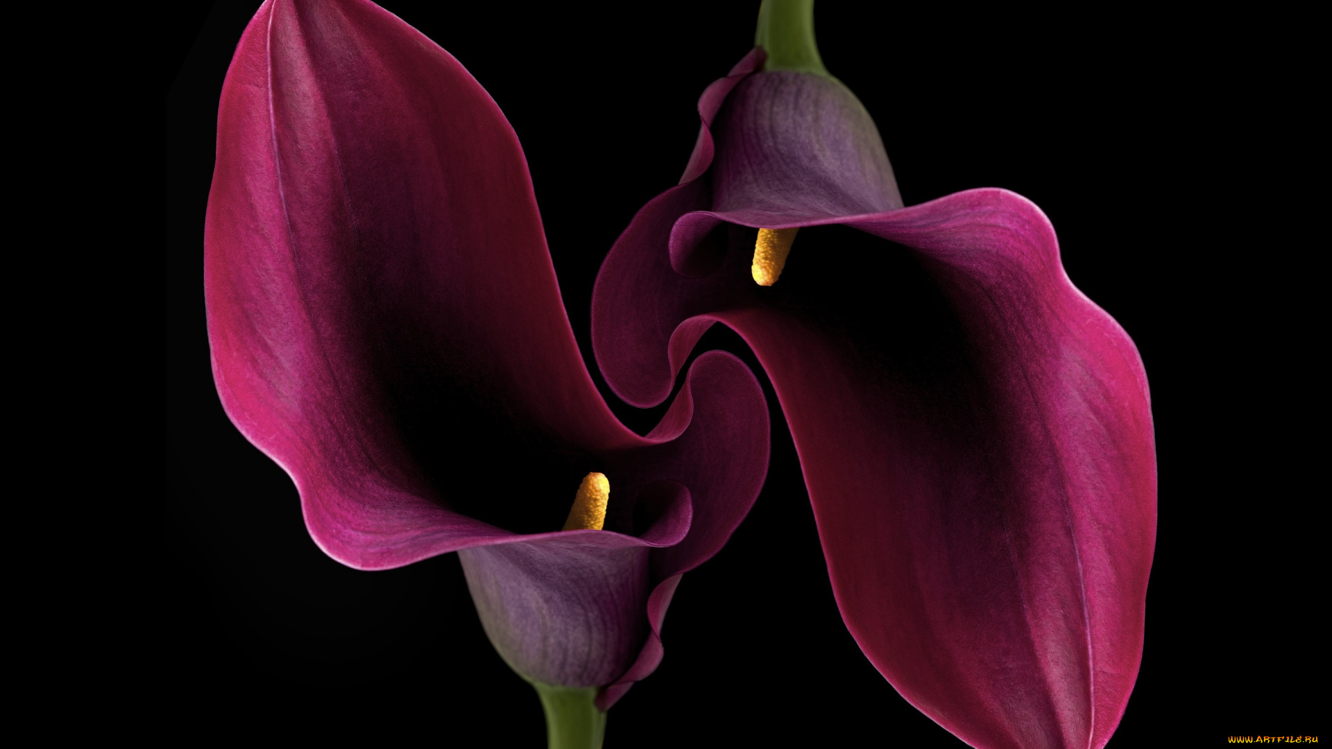 цветы, каллы, фон