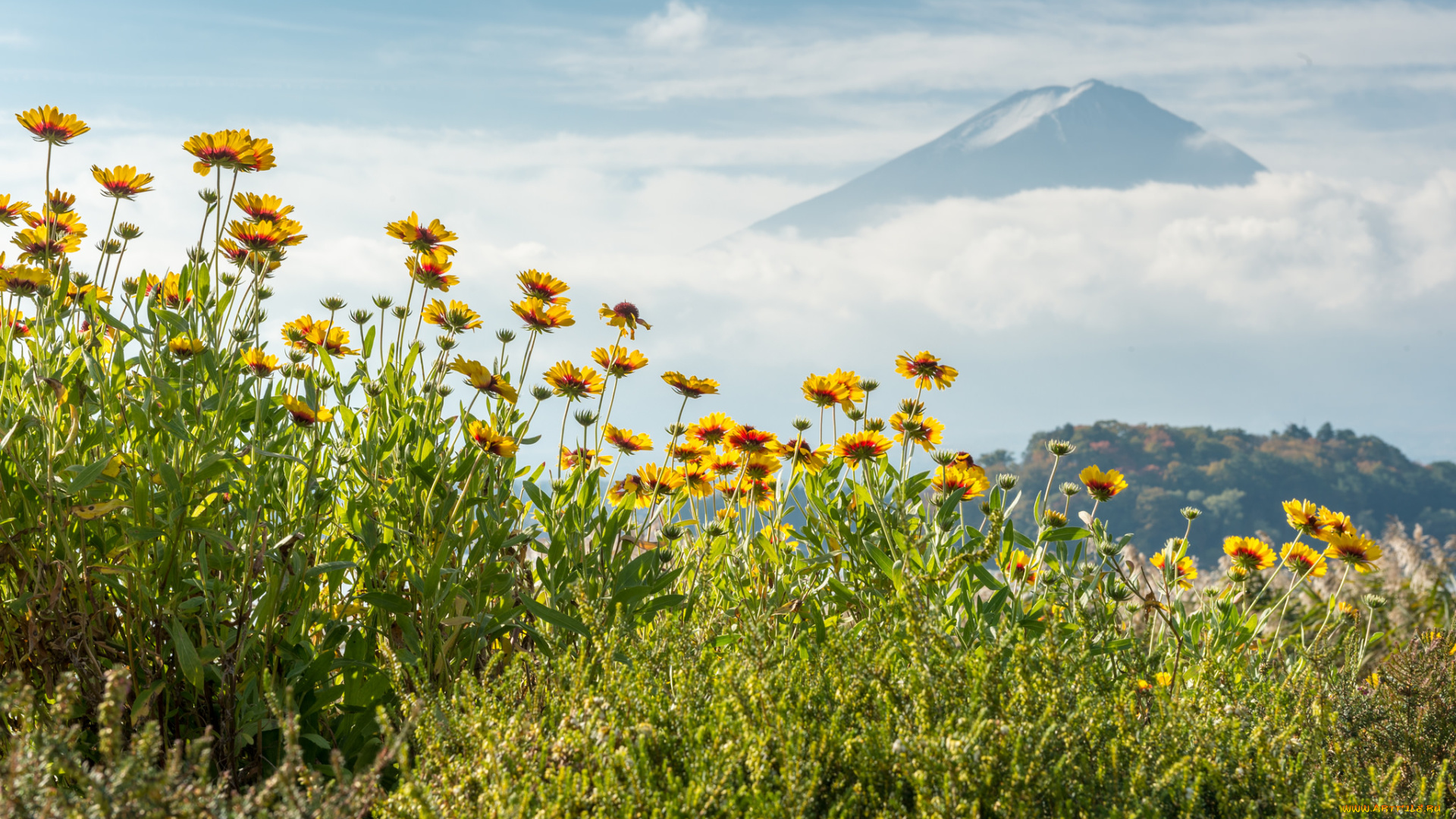 цветы, луговые, , полевые, , цветы, гора, эхинацея
