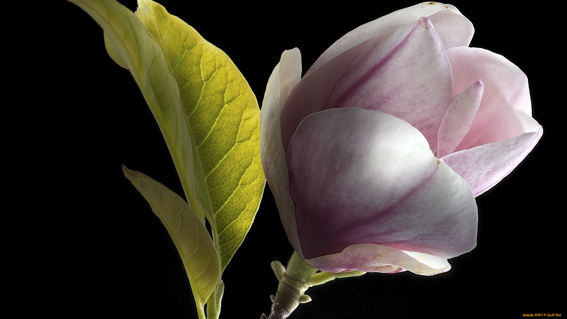 цветы, магнолии, фон, магнолия
