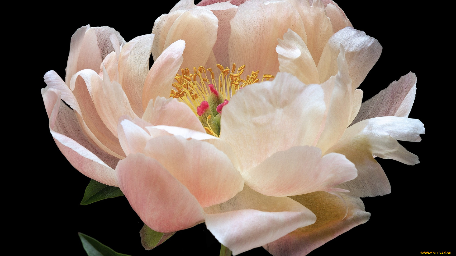 цветы, пионы, черный, пион, цветок, фон