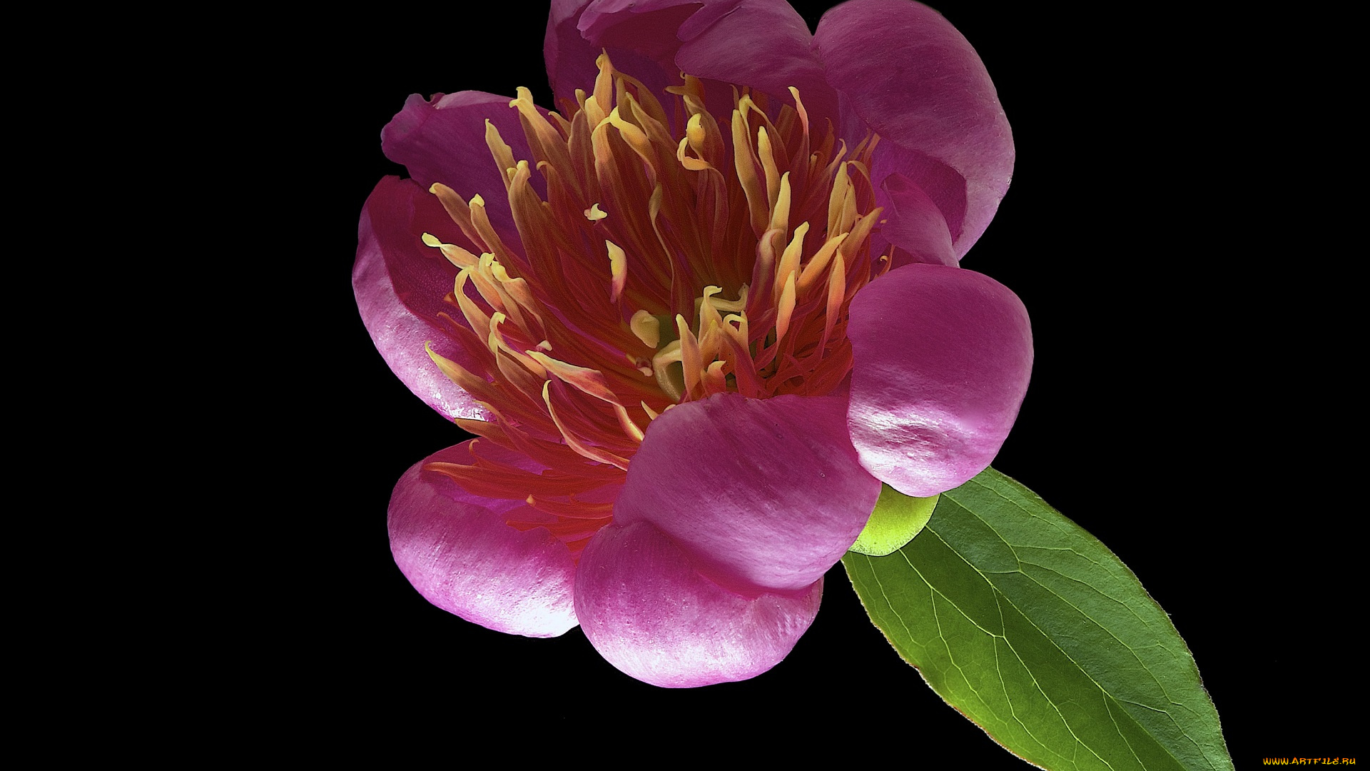 цветы, пионы, фон, черный, цветок, пион