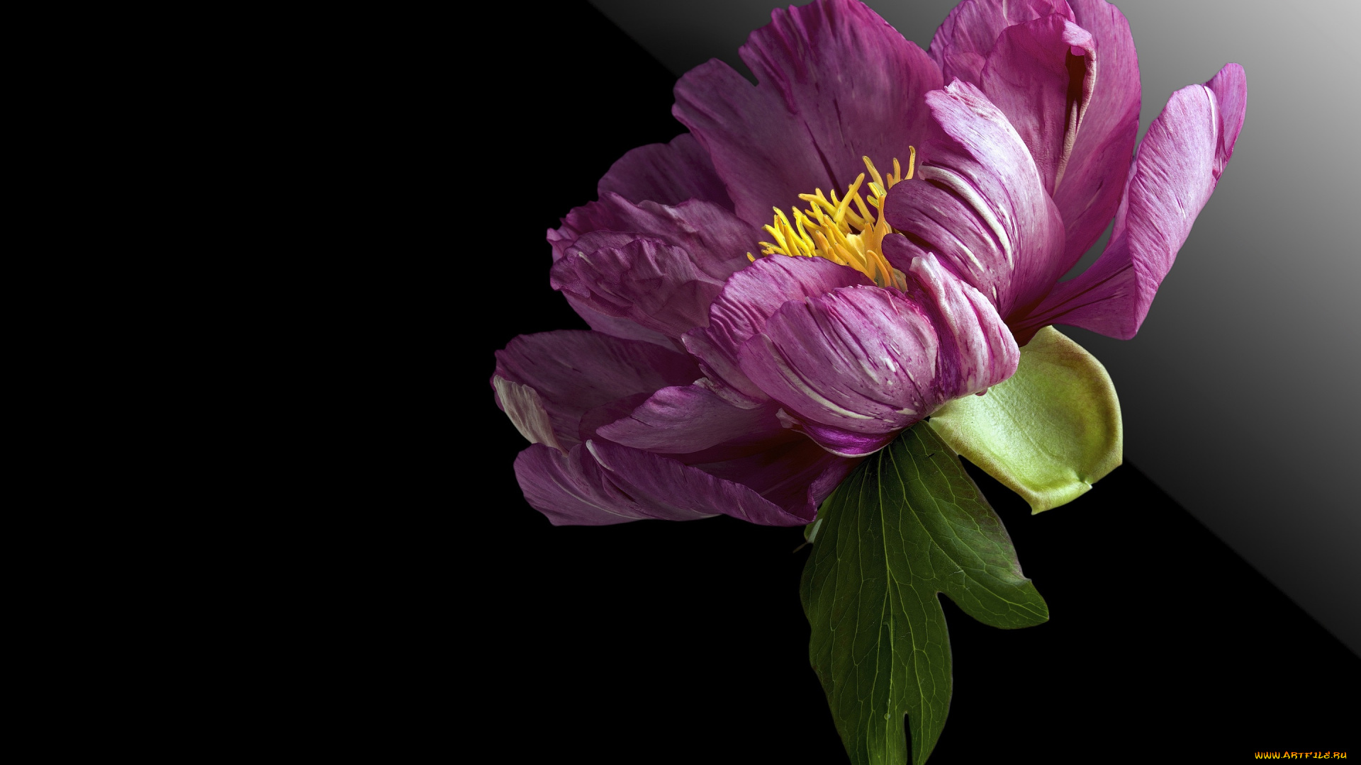 цветы, пионы, фон, цветок, пион, черный