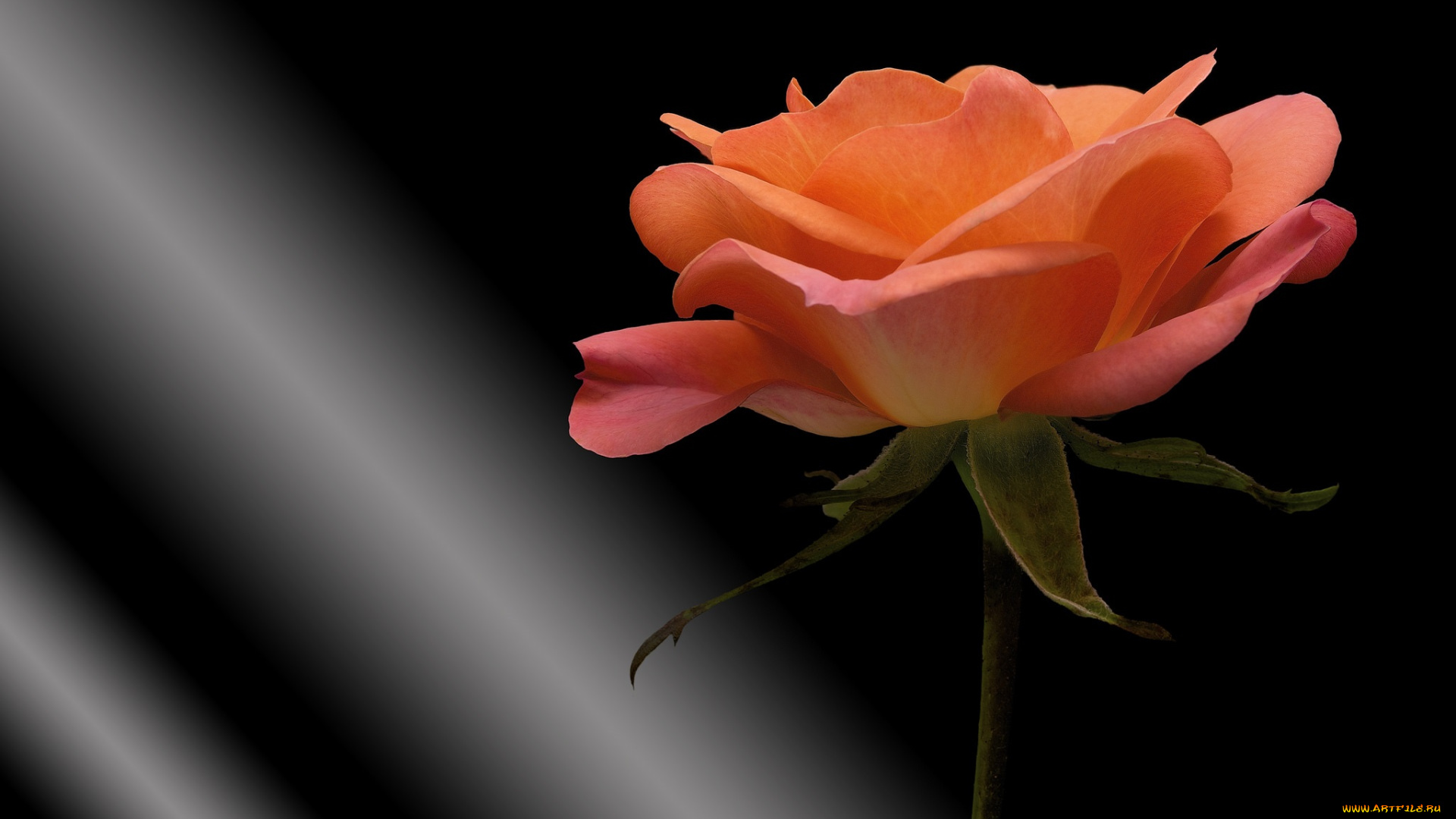 цветы, розы, черный, цветок, фон, роза