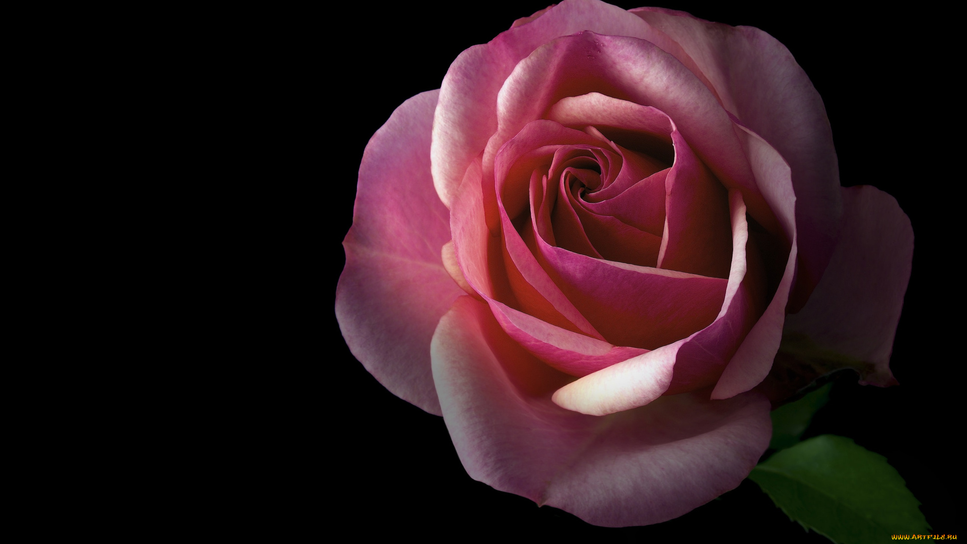 цветы, розы, фон, цветок, черный, роза