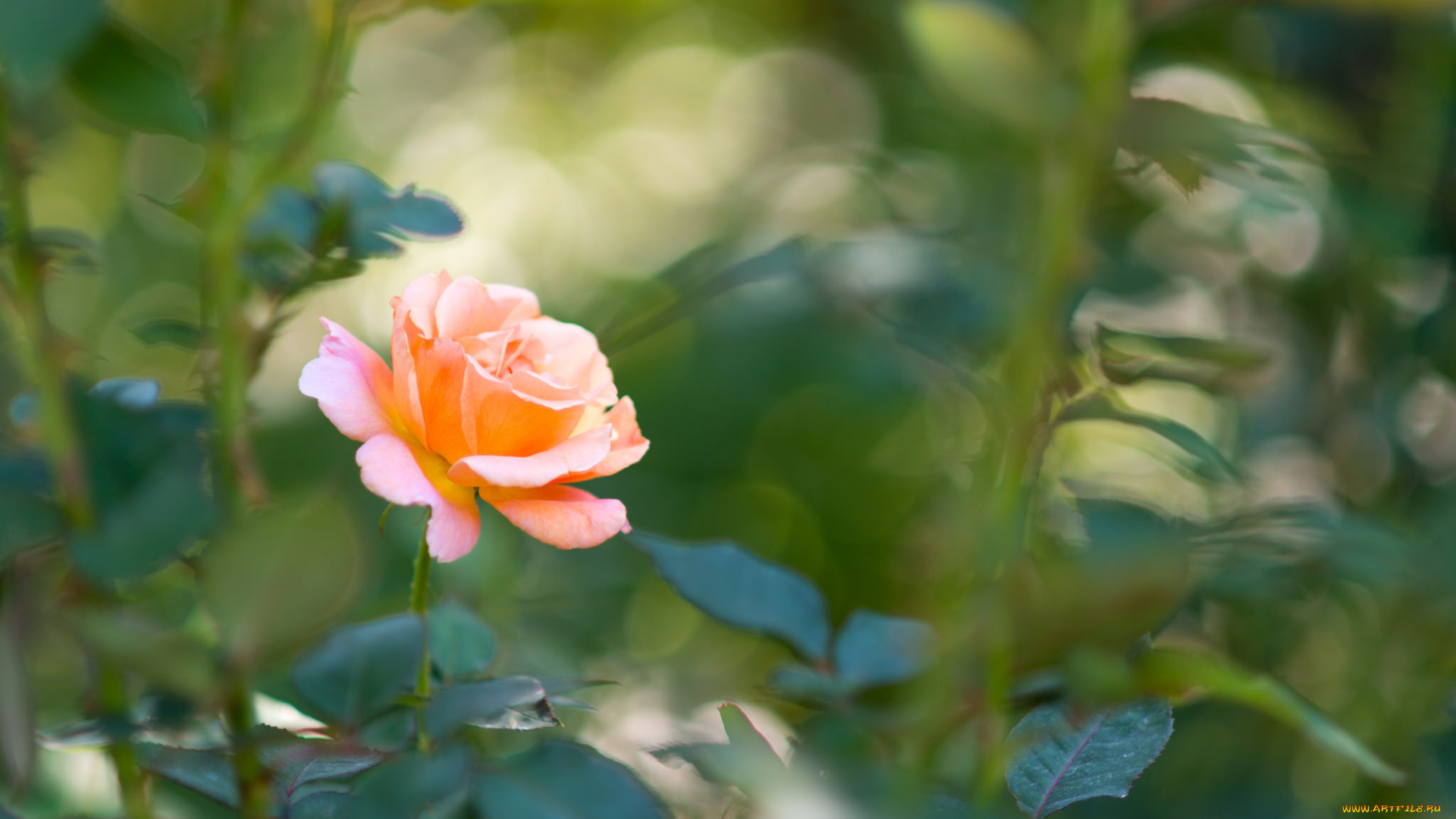 цветы, розы, нежность, роза