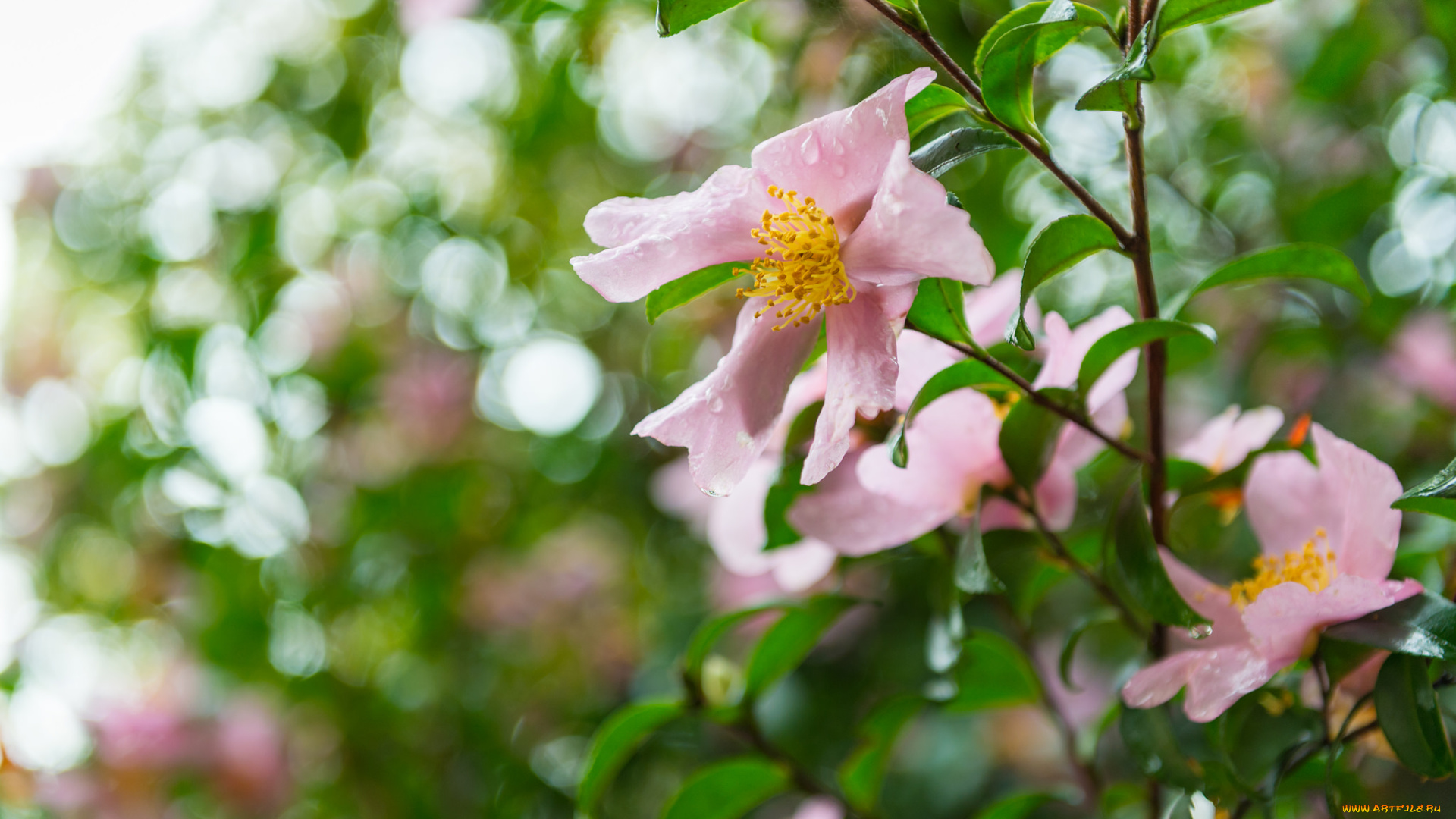 цветы, шиповник, листья, капли