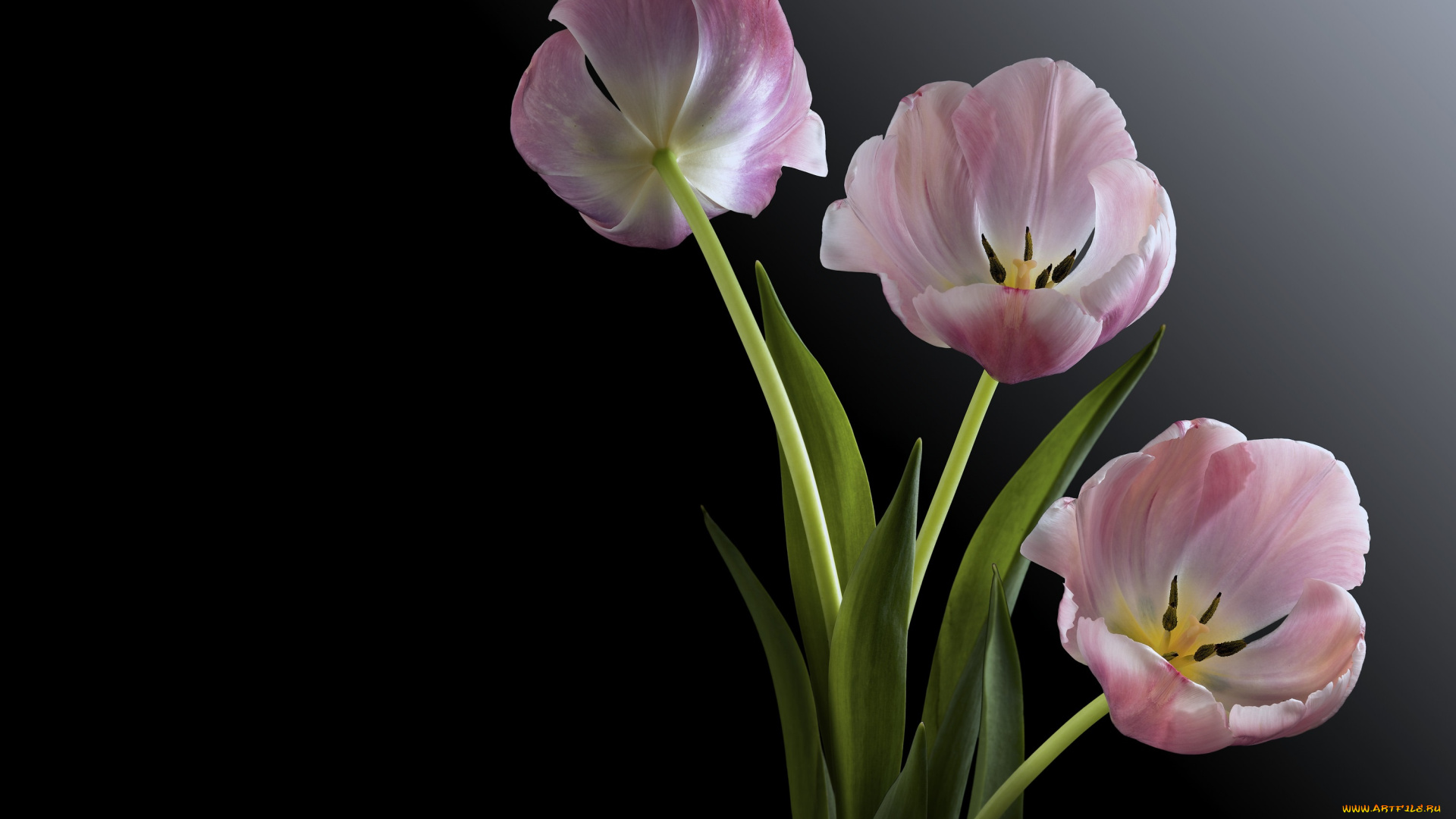 цветы, тюльпаны, черный, фон
