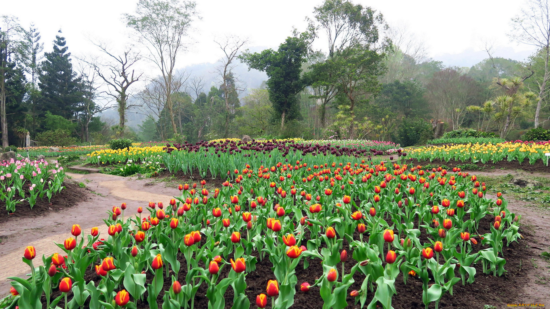 цветы, тюльпаны, много, клумбы