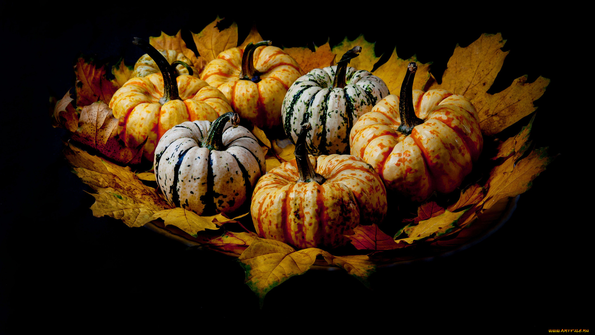 еда, тыква, урожай