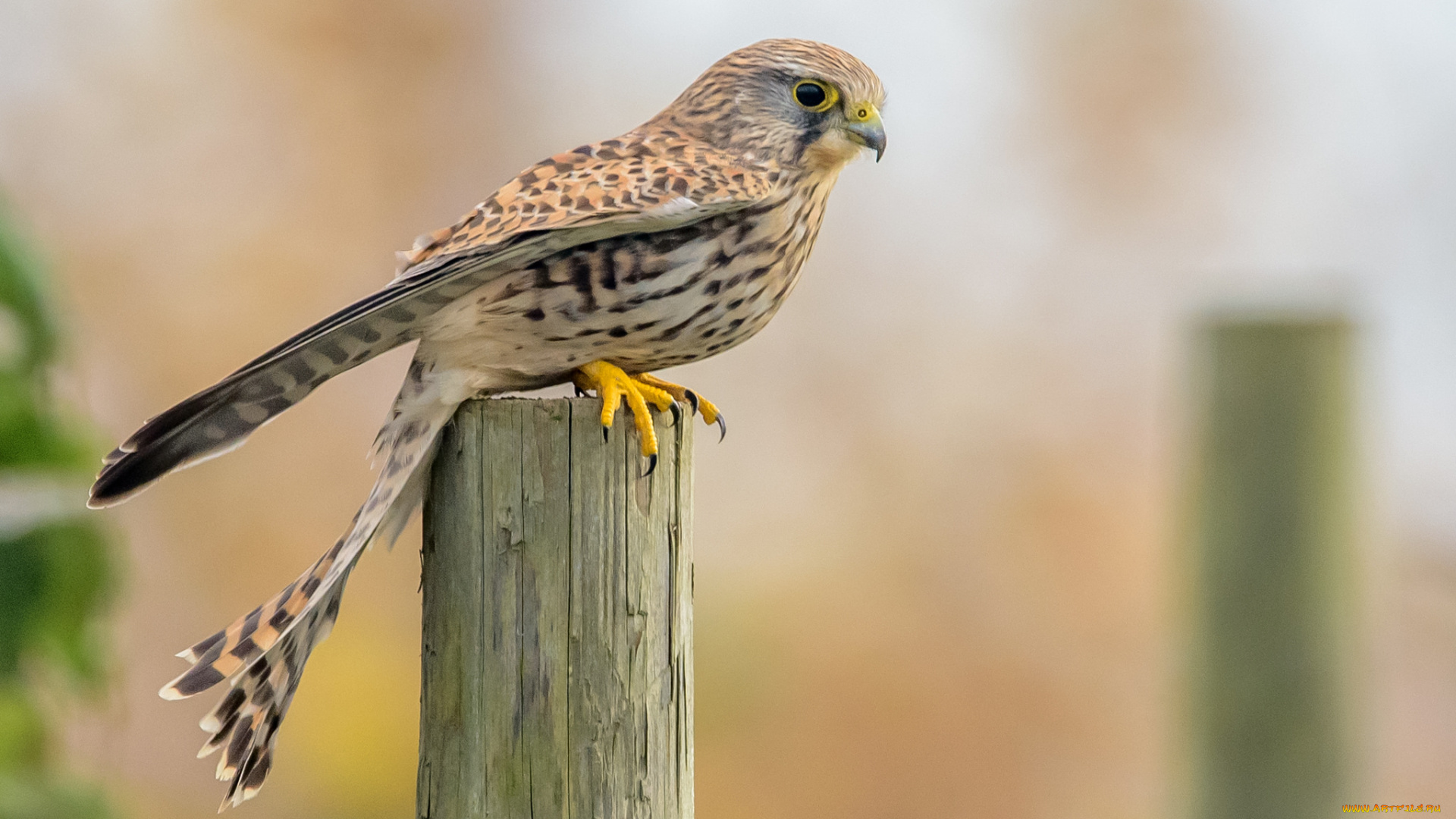 kestrel, животные, птицы, -, хищники, пустельга