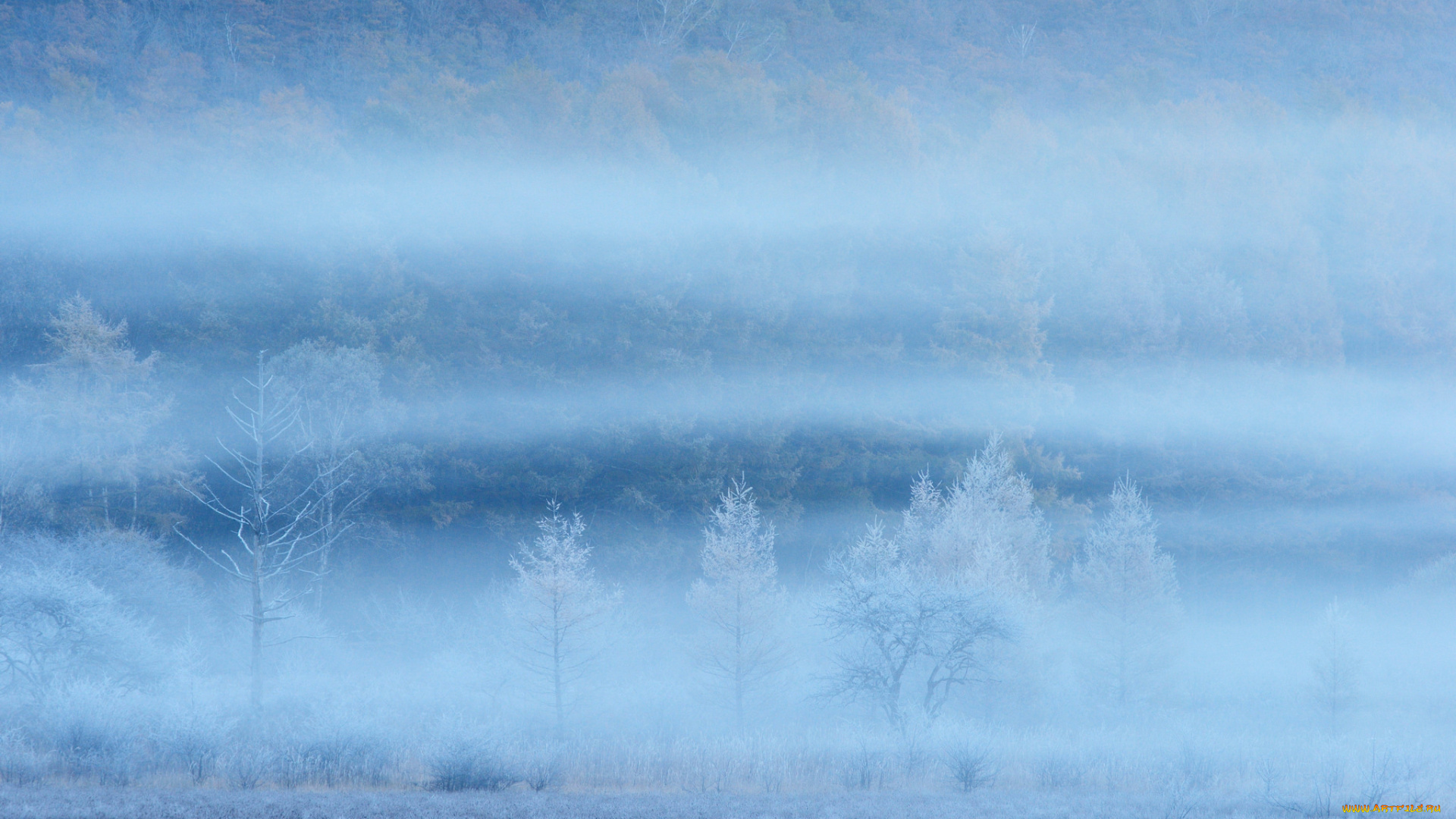 природа, зима, деревья, поле, склон, иней, туман, дымка