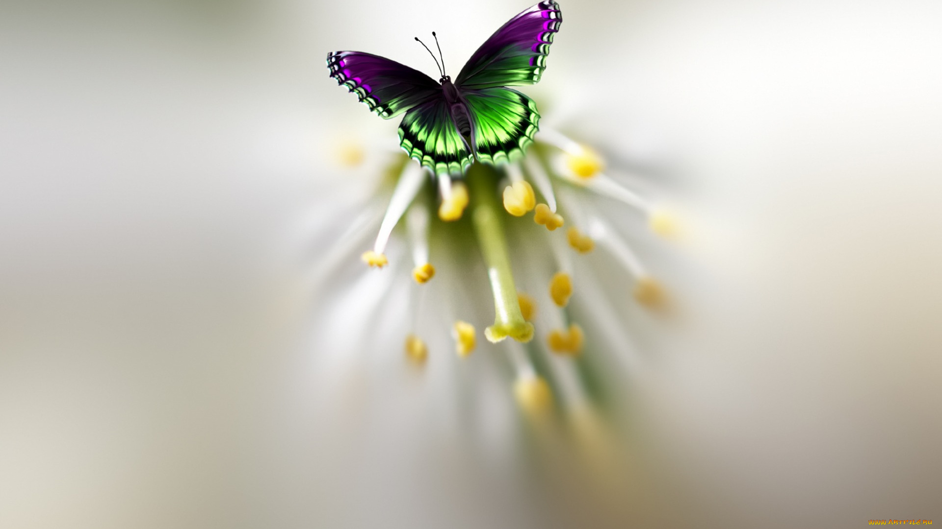 разное, компьютерный, дизайн, бабочка, красивая, пестрая, цветок