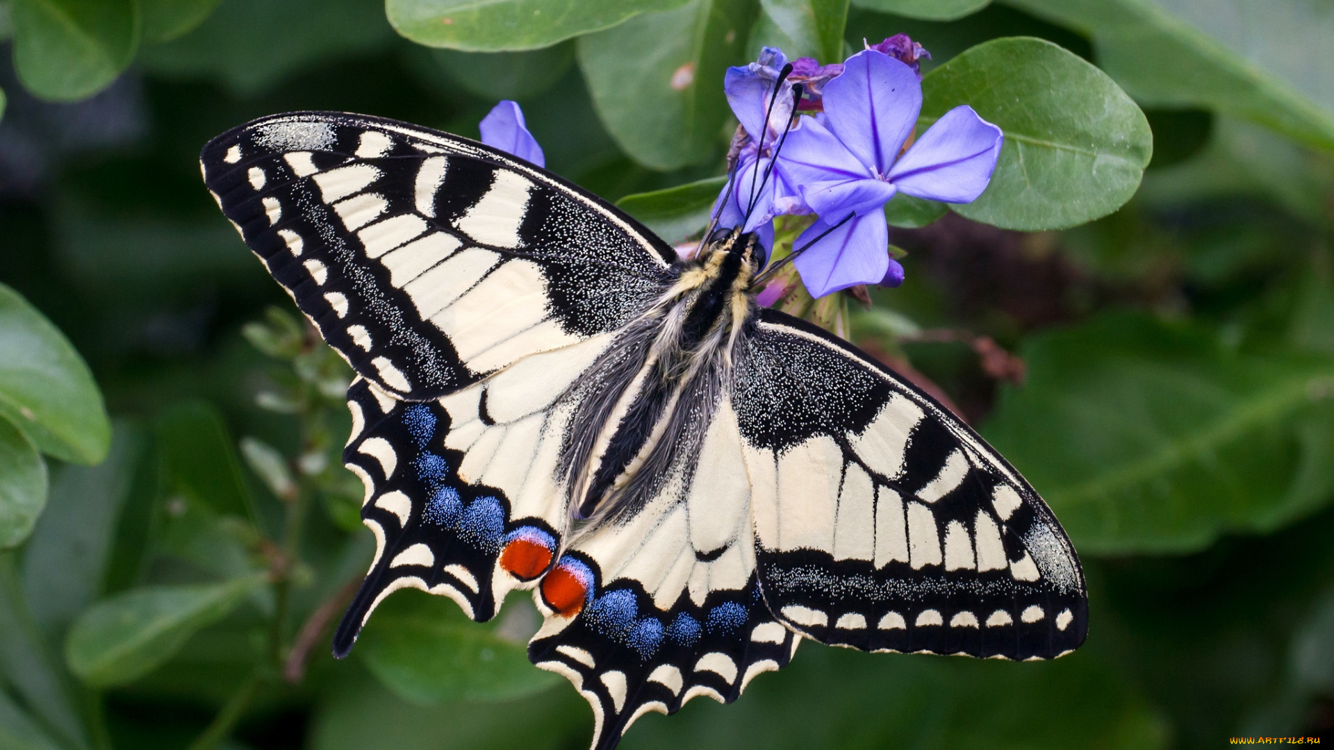 животные, бабочки, , мотыльки, , моли, бабочка