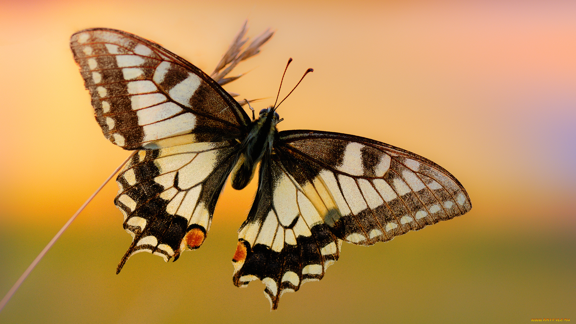 животные, бабочки, , мотыльки, , моли, бабочка