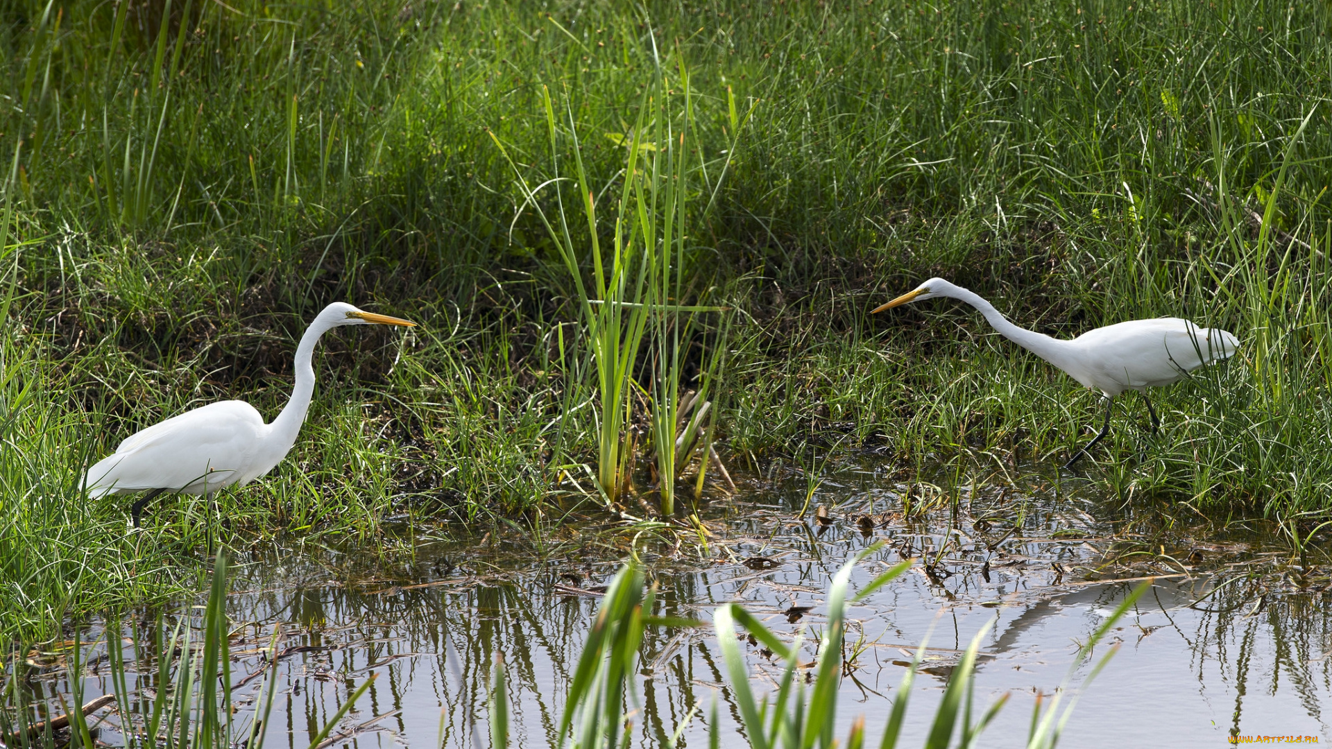 животные, цапли, , выпи, белая, цапля