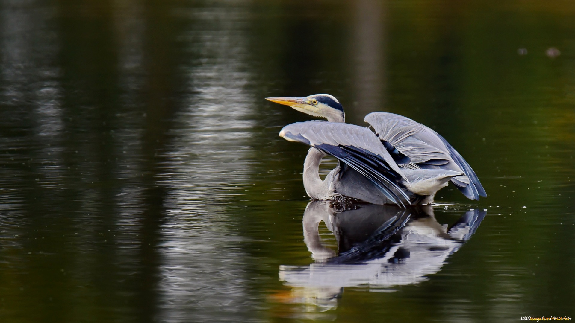 животные, цапли, , выпи, цапля, озеро