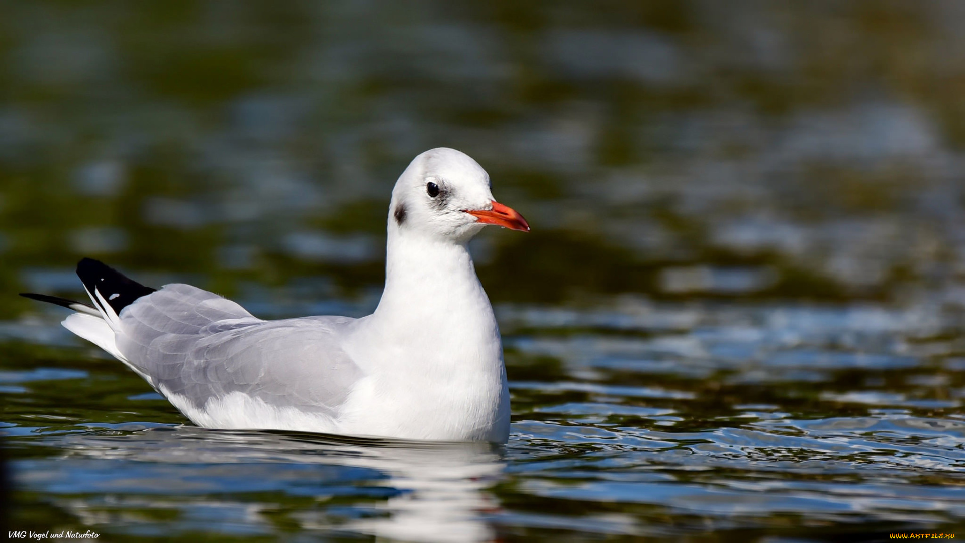 животные, Чайки, , бакланы, , крачки, чайка