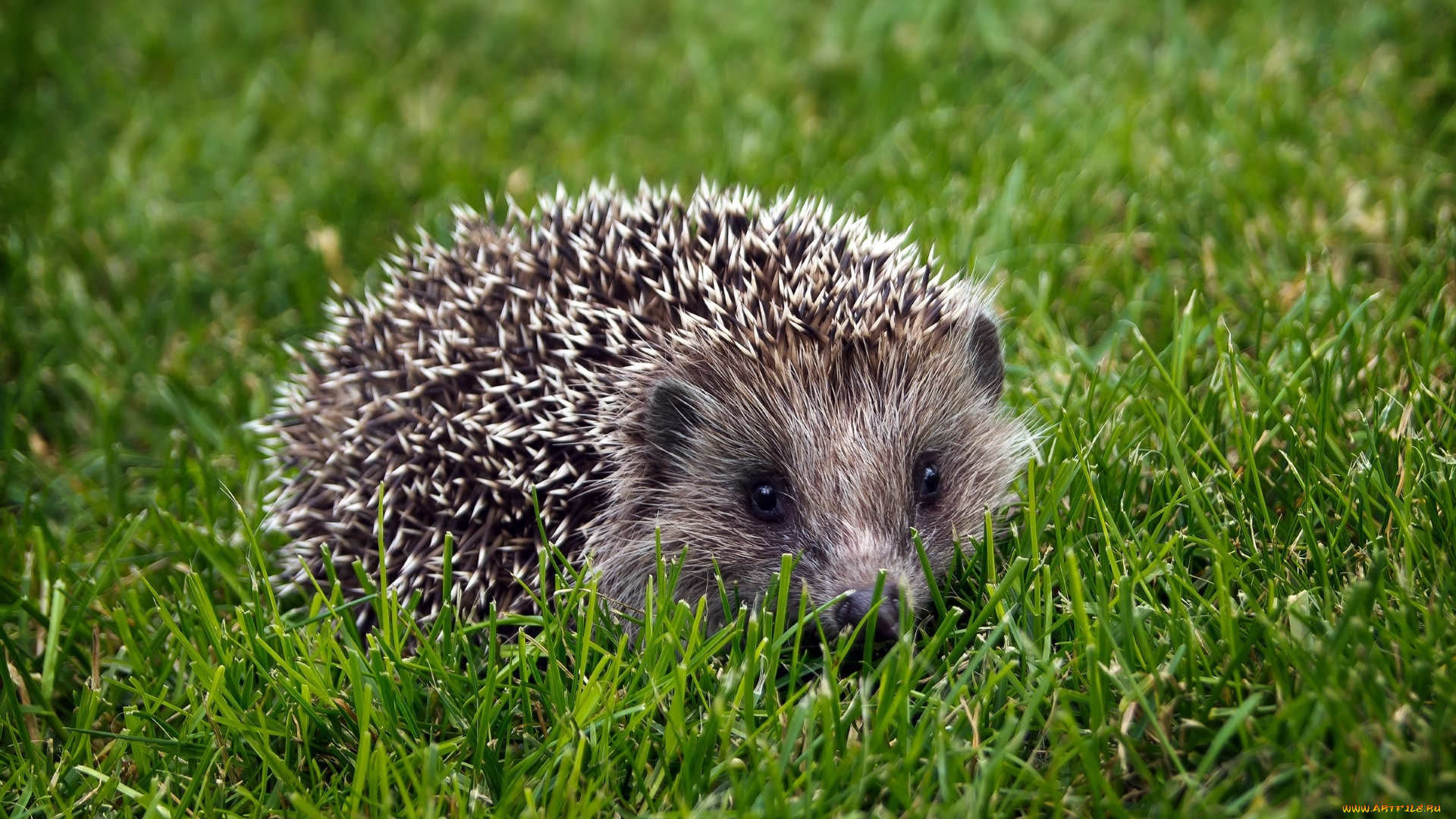 животные, ежи, трава, колючки, ёжик, ёж