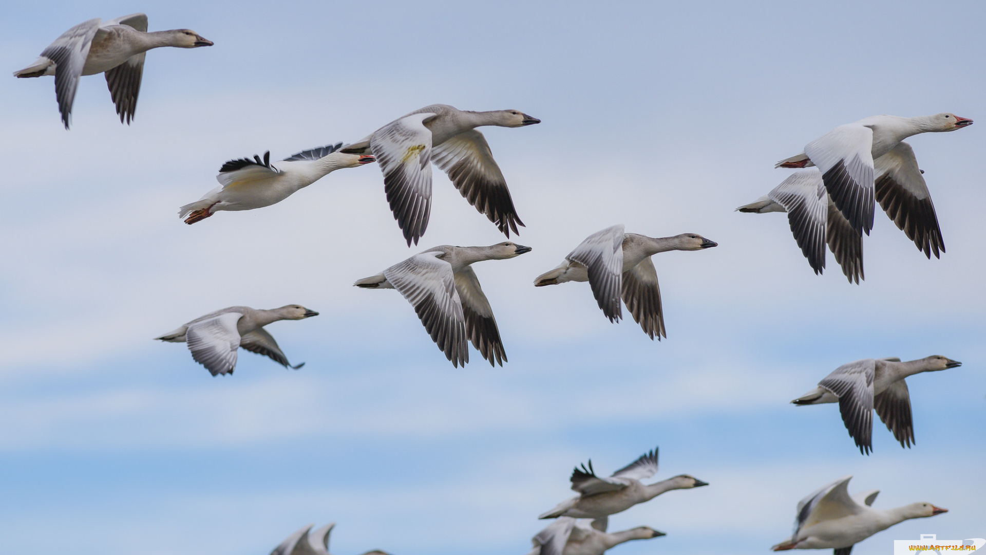 животные, гуси, полёт, небо, стая, летят