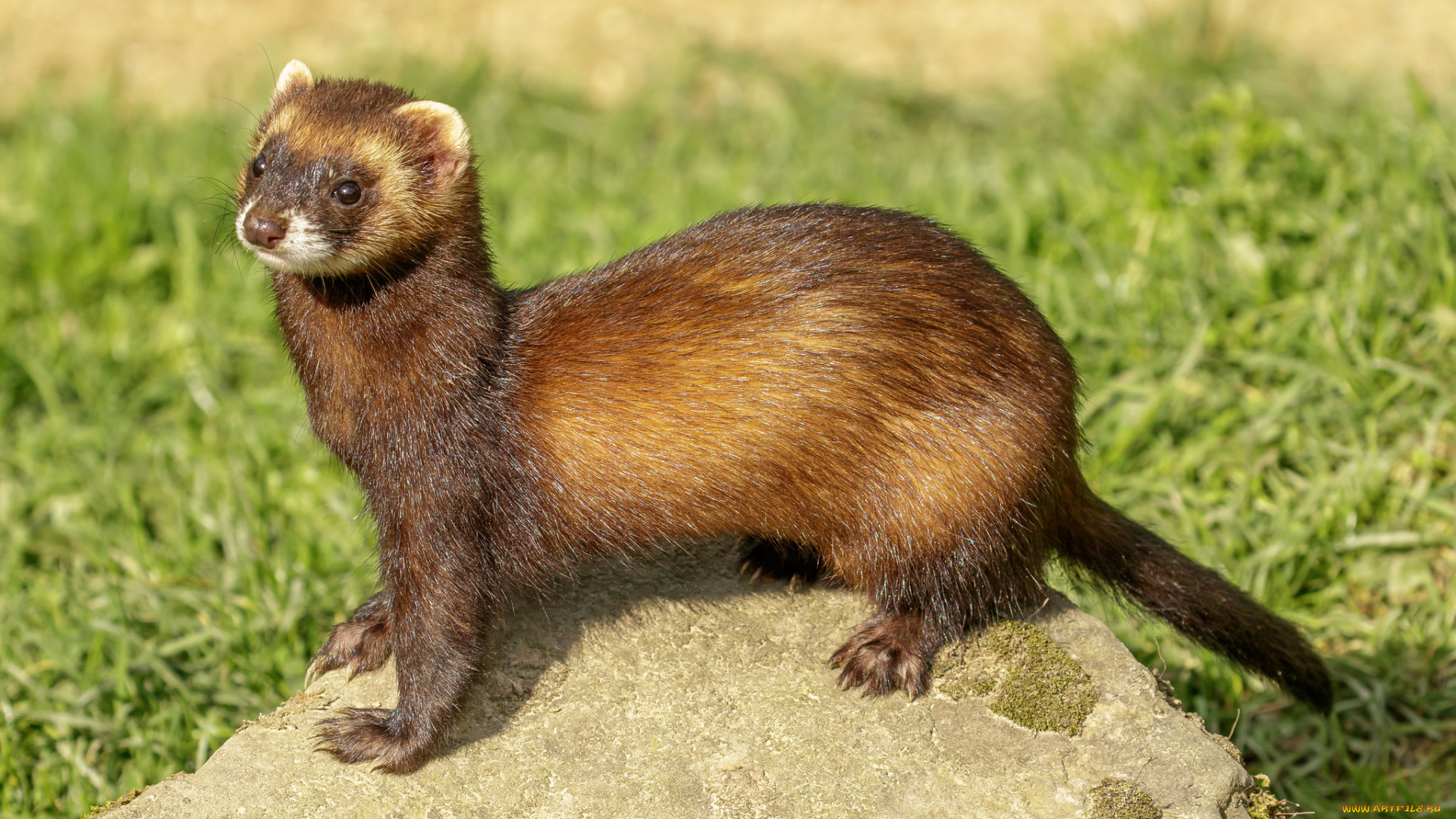 животные, хорьки, , куницы, , горностаи, , ласки, , соболи, хорек