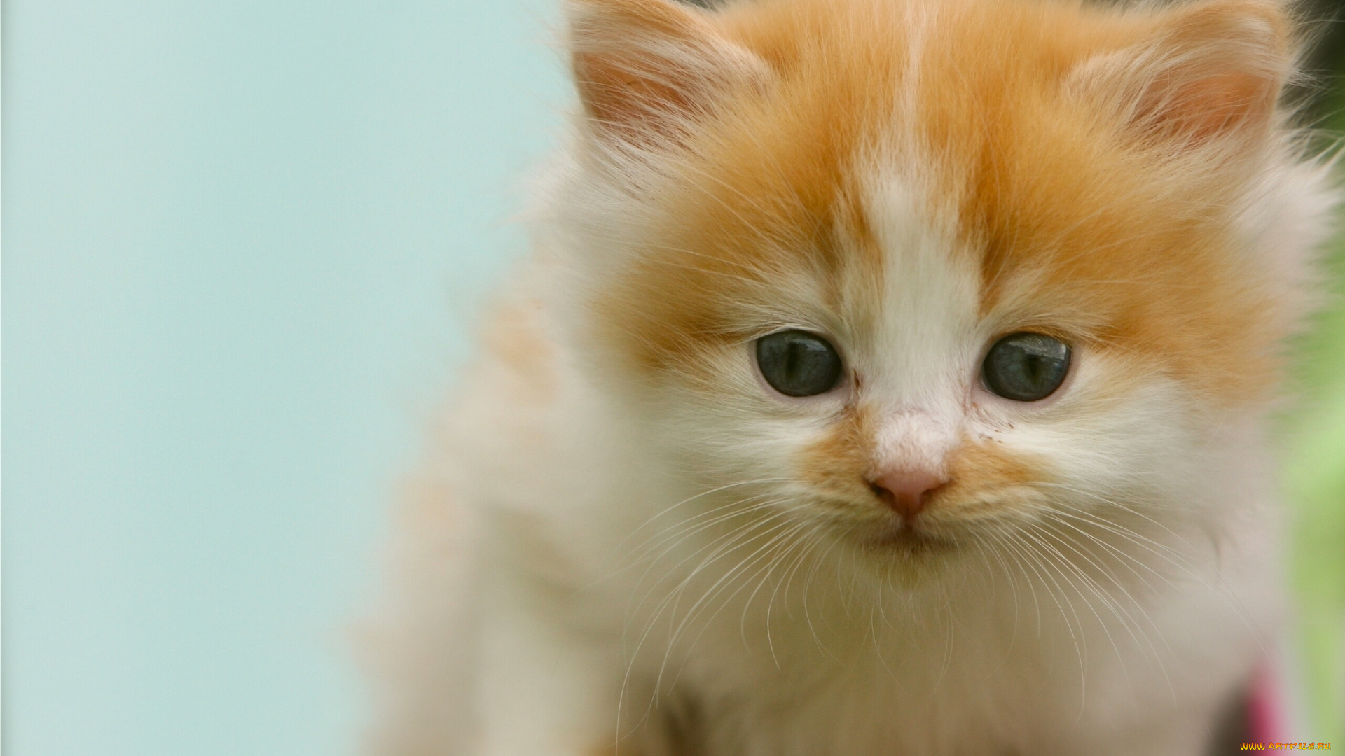 животные, коты, мордочка, взгляд, малыш, котёнок