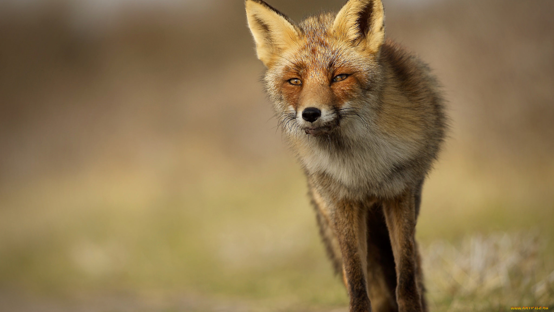 животные, лисы, лисичка