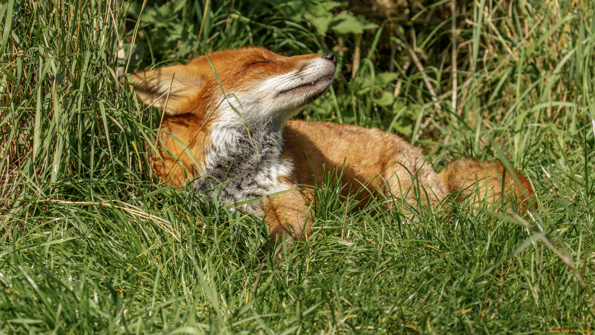 животные, лисы, лисичка