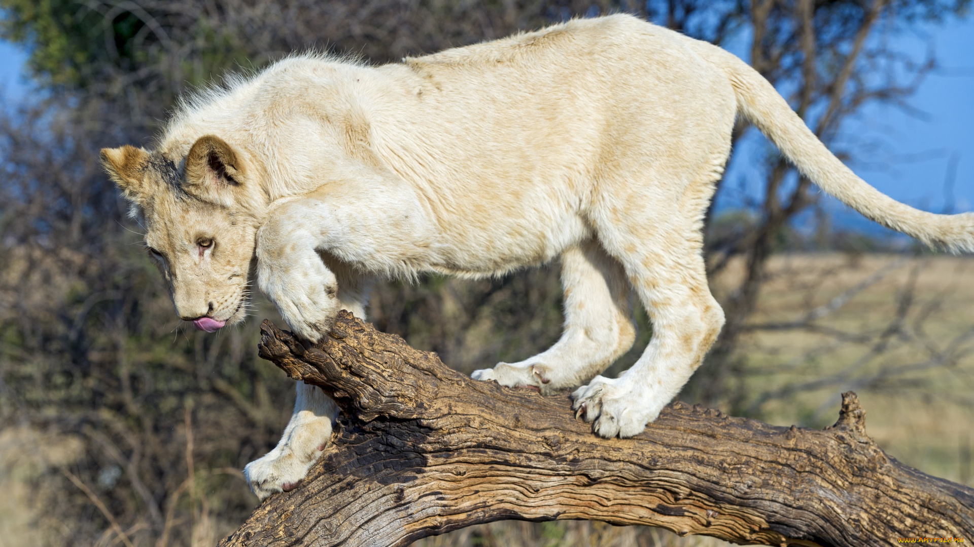 животные, львы, хищник, белый, молодой, кошка, бревно