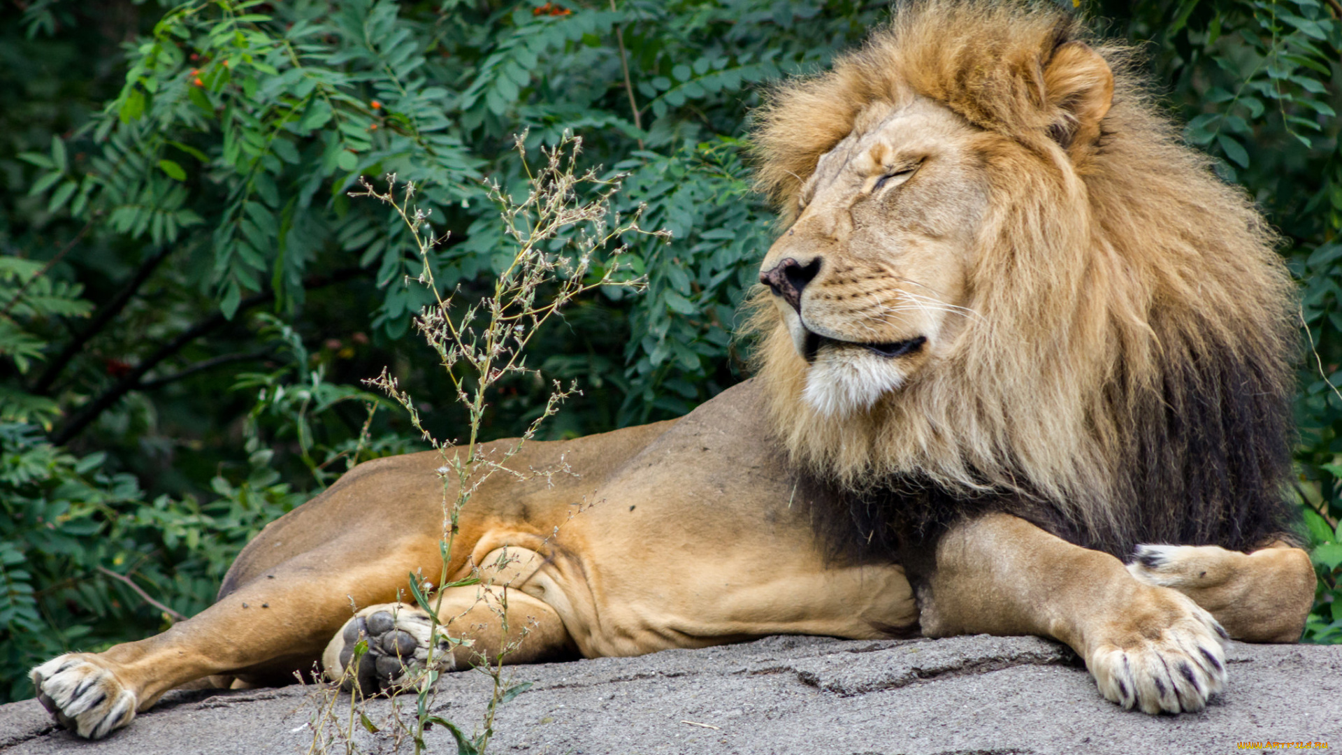 животные, львы, лев