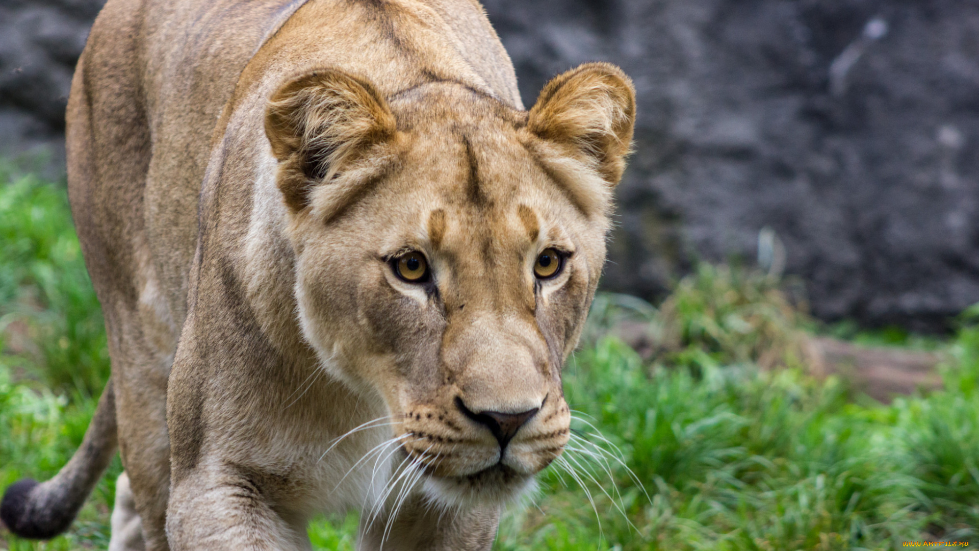 животные, львы, львица