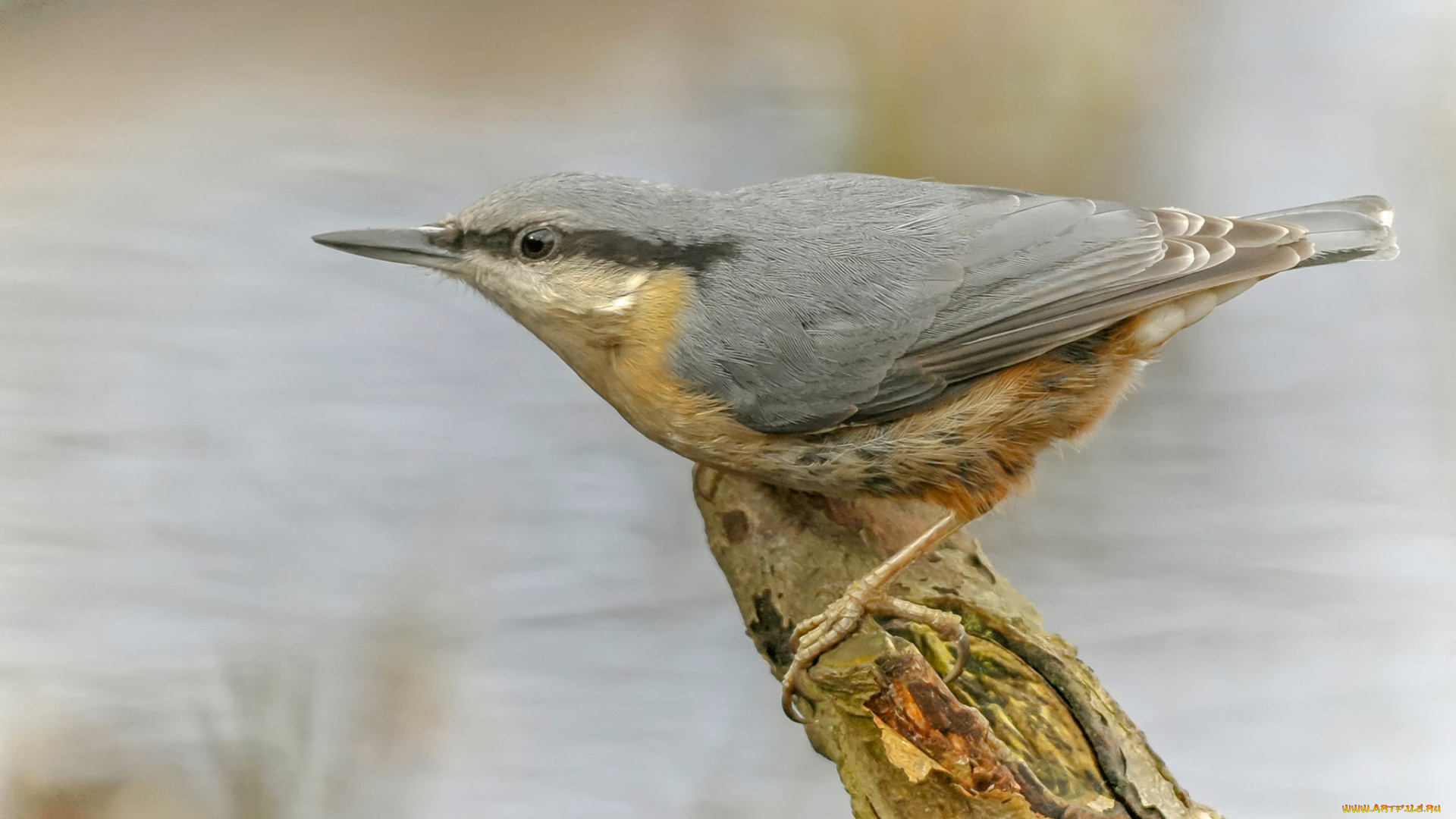 животные, поползни, поползень