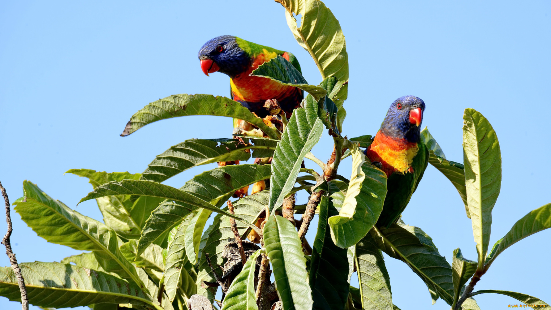 животные, попугаи, попугай