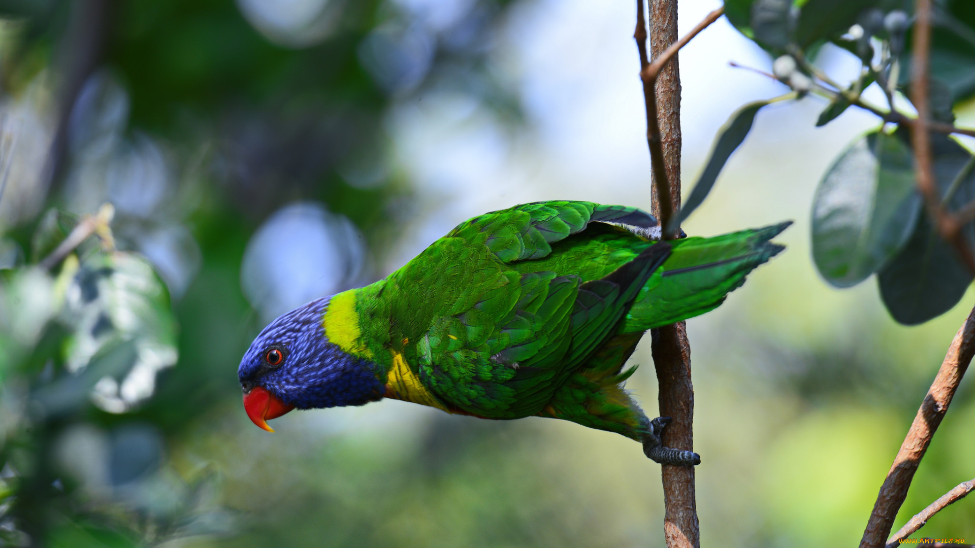 животные, попугаи, попугай