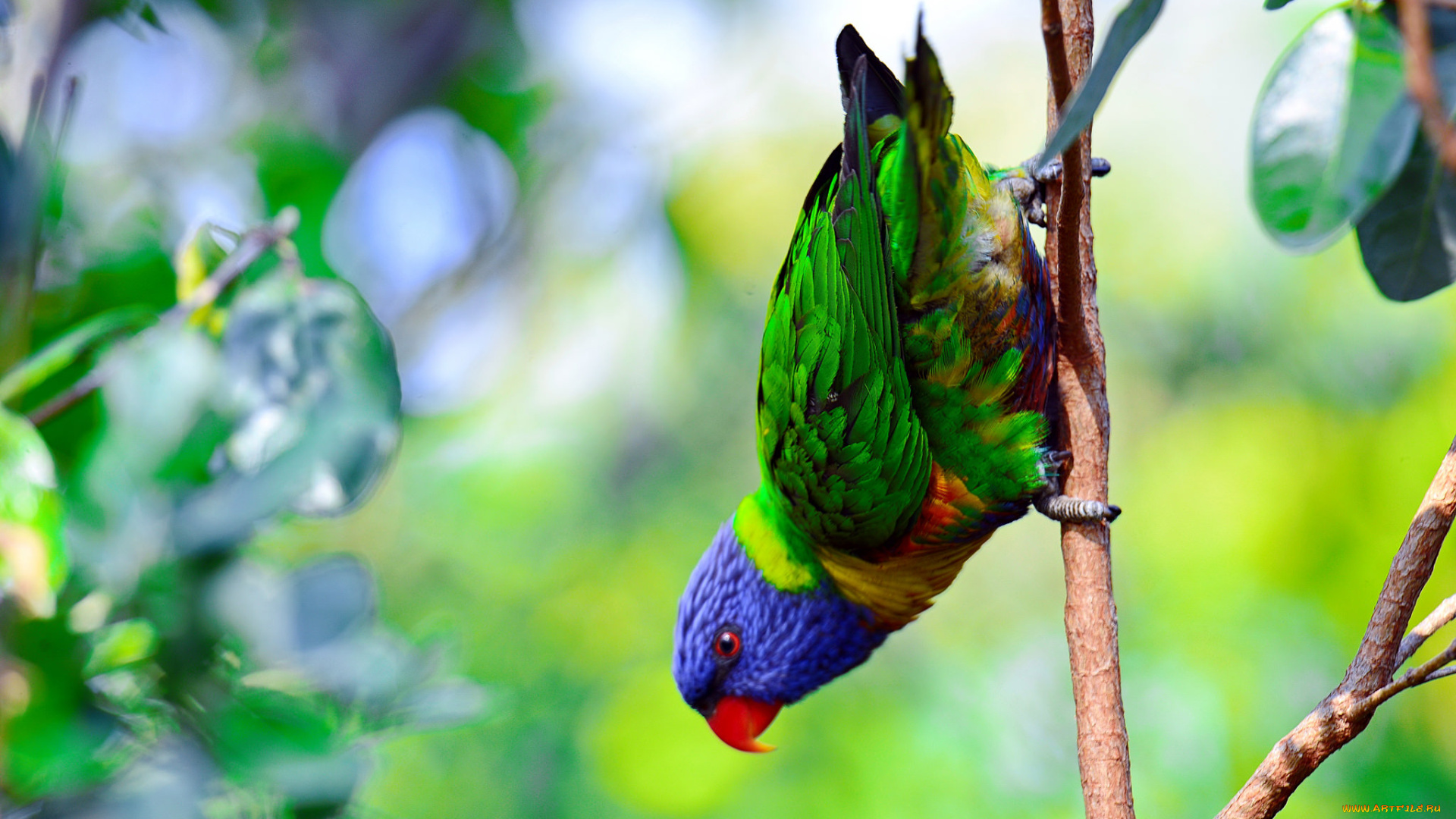 животные, попугаи, попугай