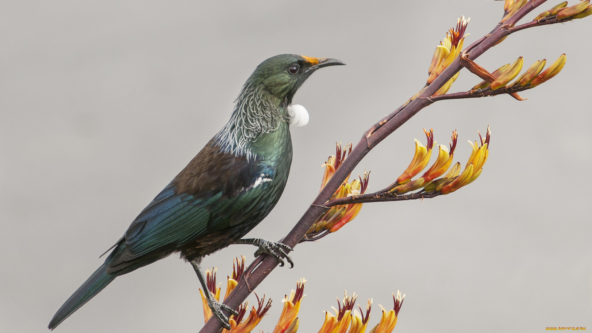 животные, птицы, птичка
