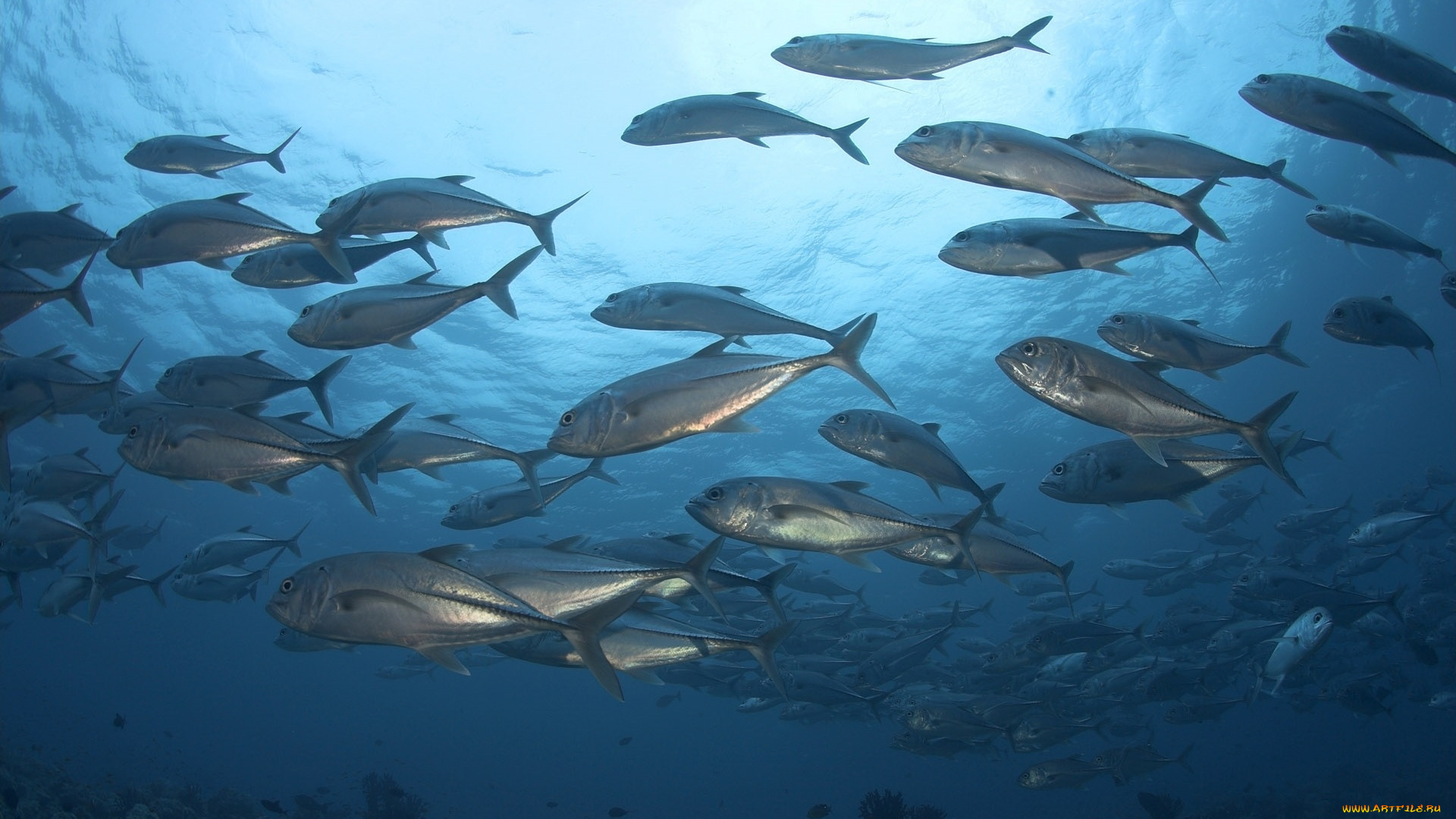 животные, рыбы, рыба, кораллы, свет, стая