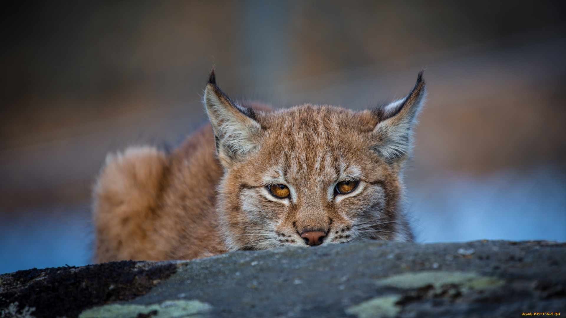 животные, рыси, выглядывает, морда, кошка