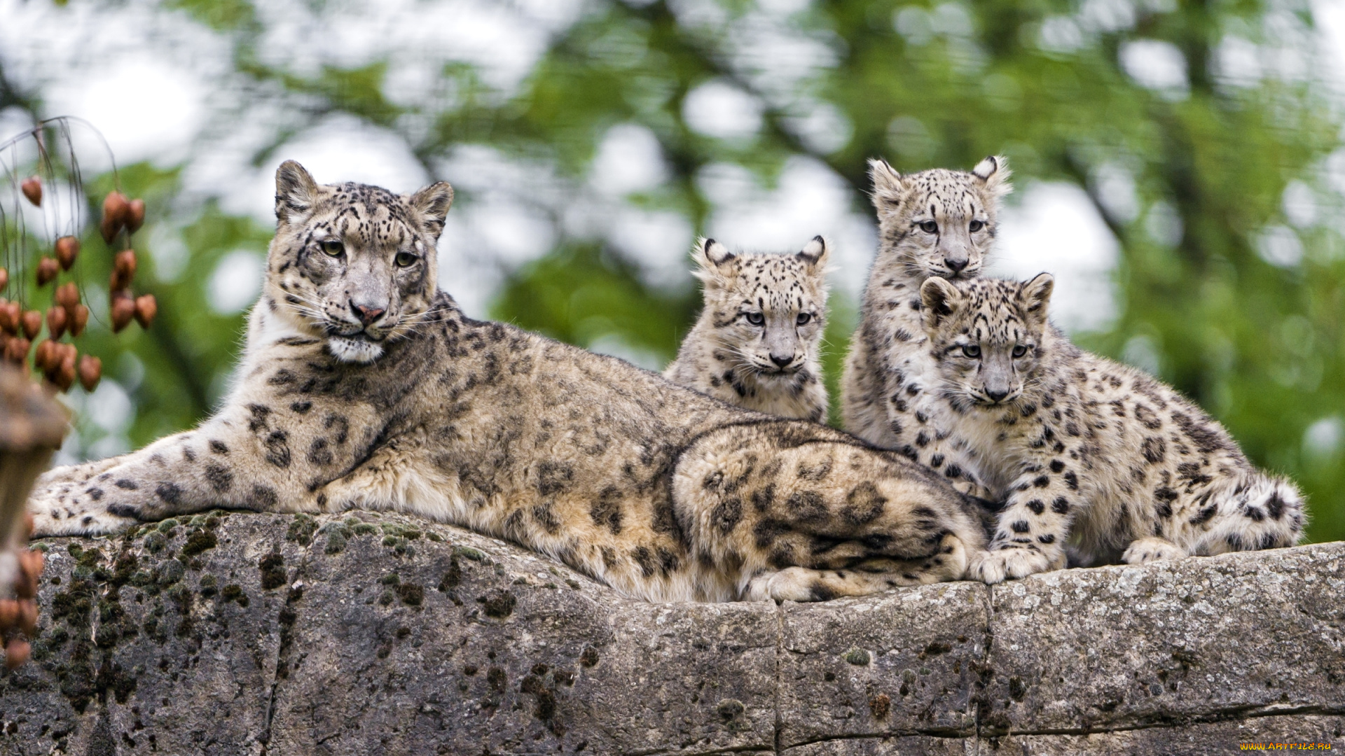 животные, снежный, барс, , ирбис, дети, мама, хищники, чувства, снежный, барс