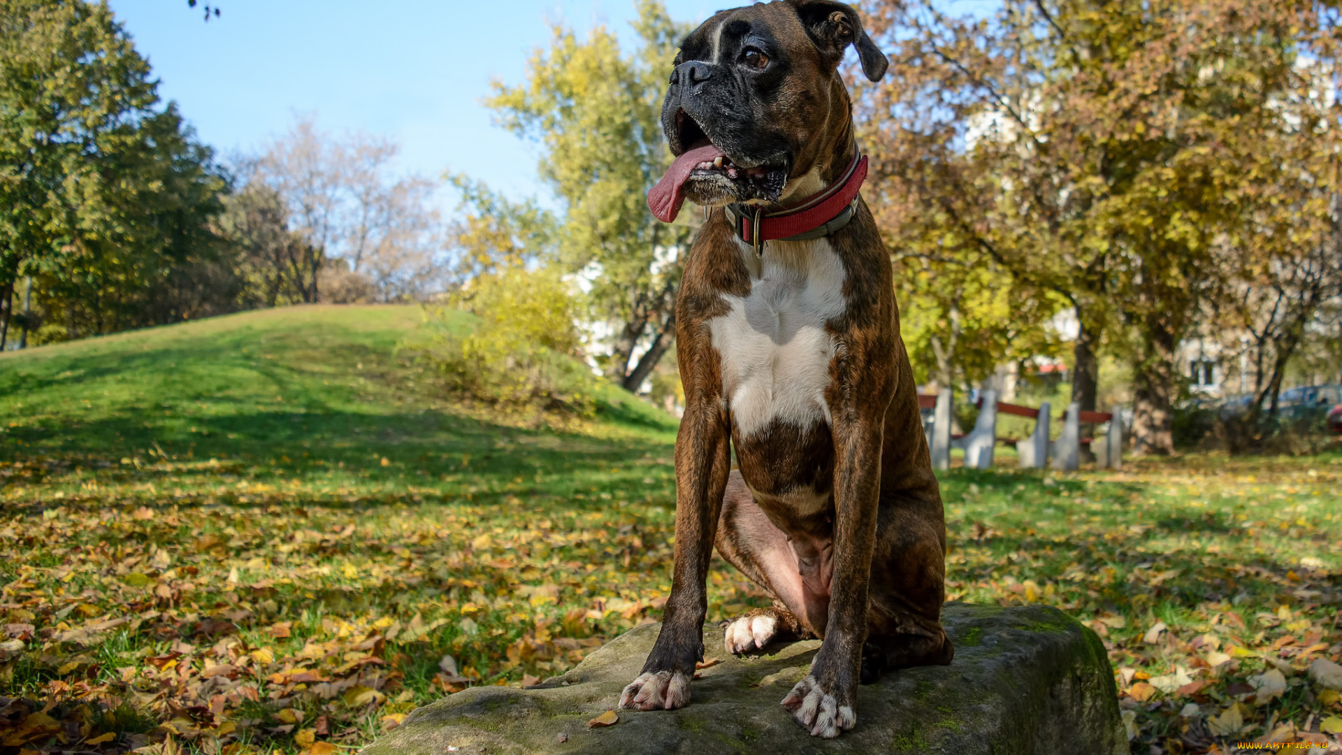животные, собаки, пес