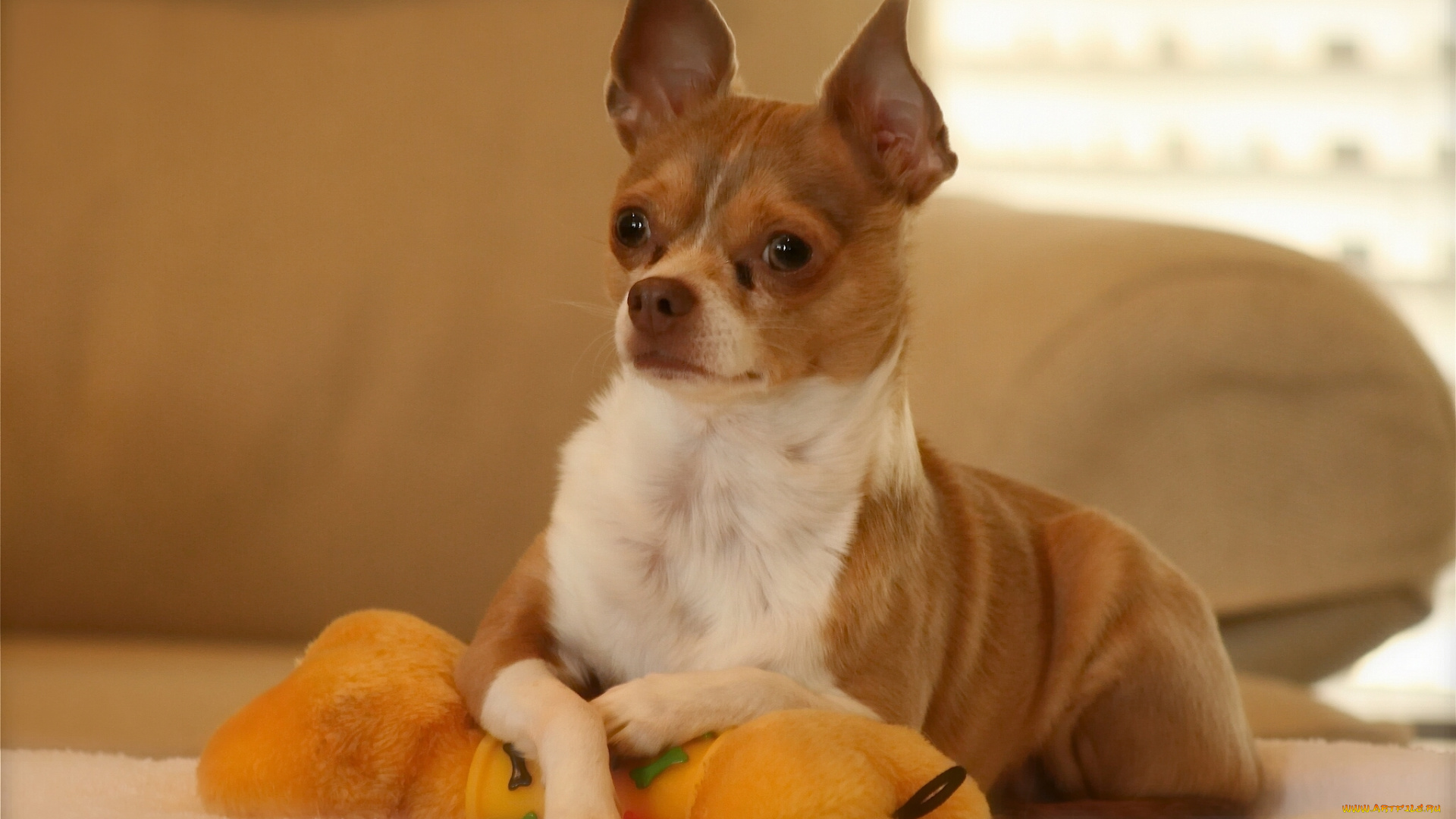 животные, собаки, позирование, игрушка, собака, чихуахуа