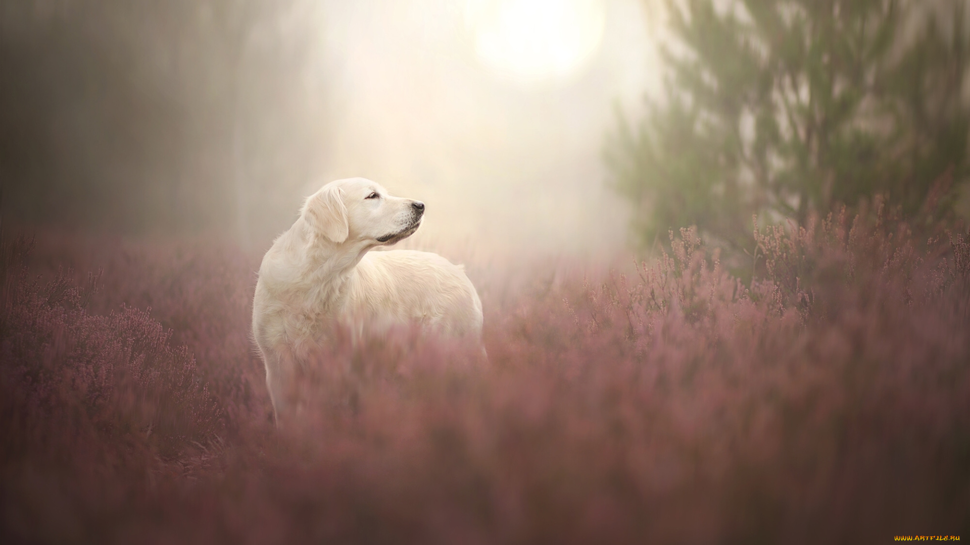 животные, собаки, собака, голден, ретривер, золотистый, вереск