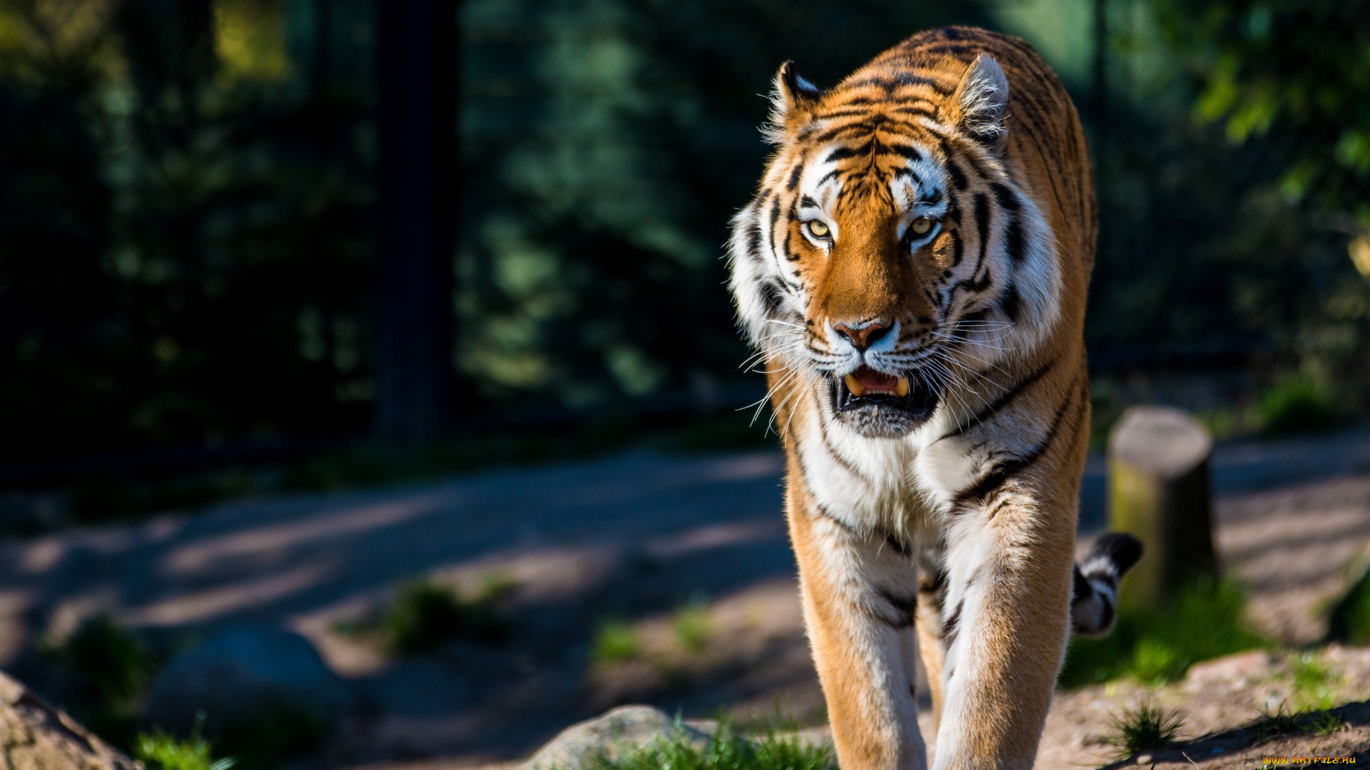животные, тигры, кошка, амурский, хищник