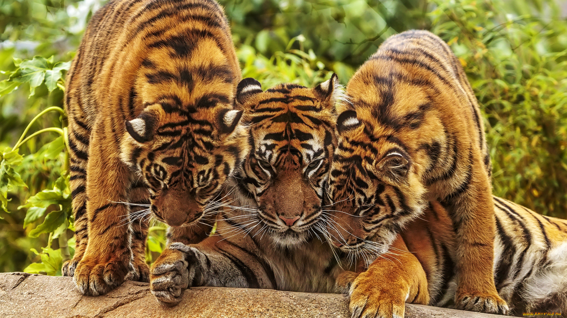 животные, тигры, тигр