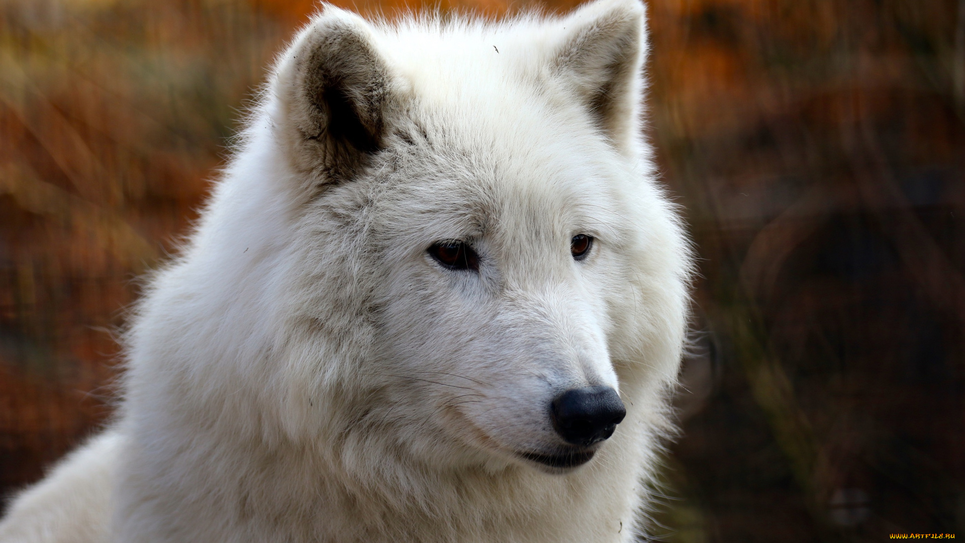 животные, волки, , койоты, , шакалы, портрет, морда, белый, мех